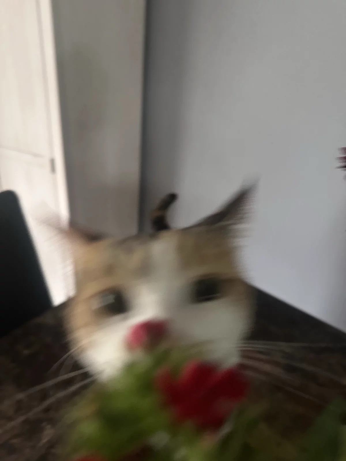 ひまズ