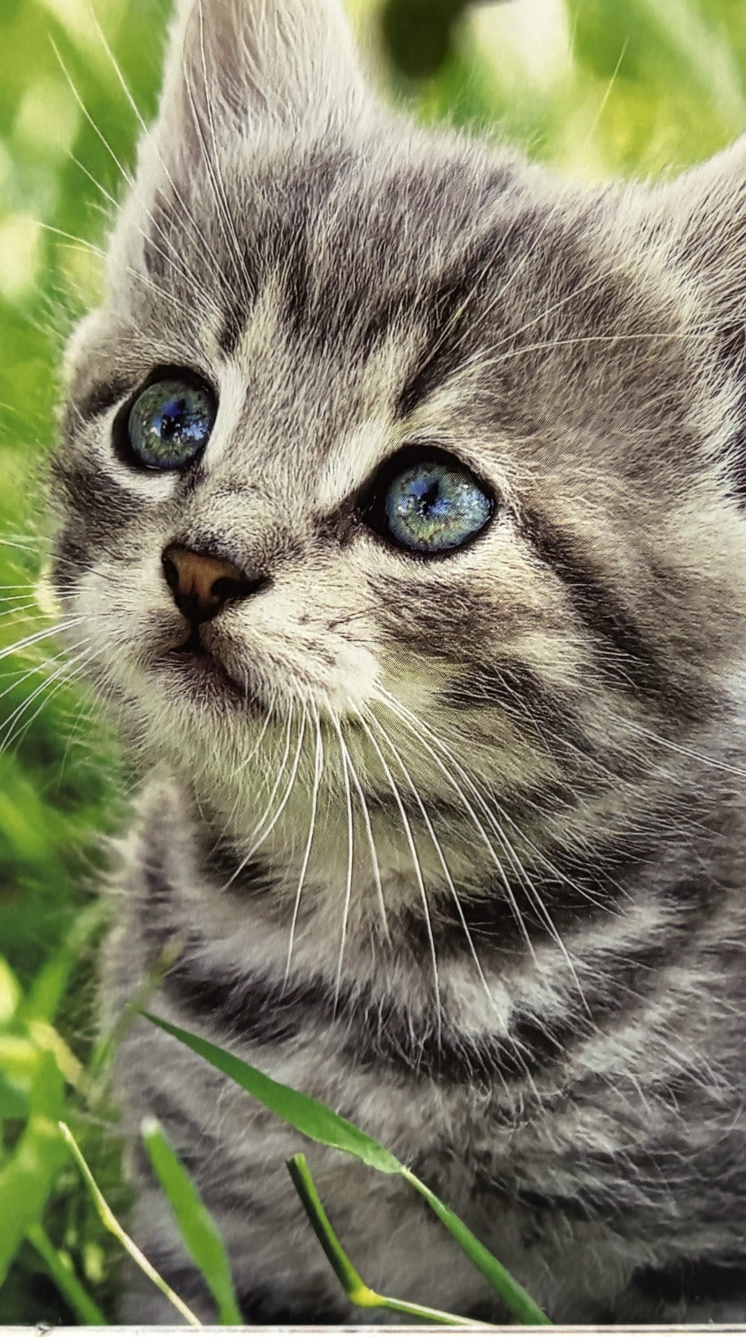 おやすみ前に話そ🐱