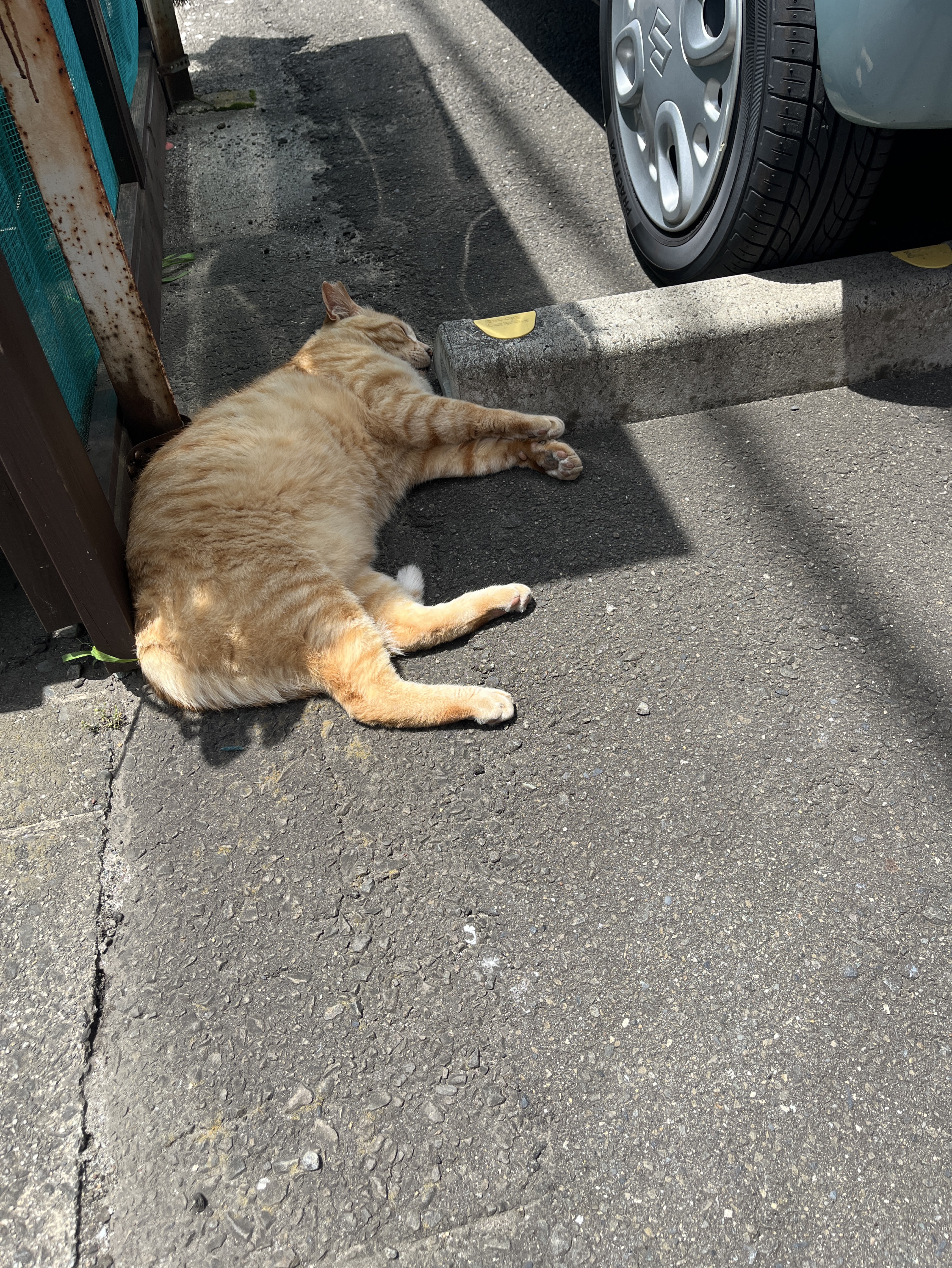 夏スプ来たね
