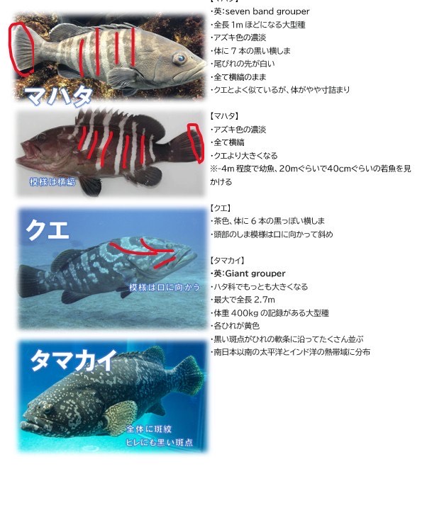 第768回／クエ／潜〇初◎