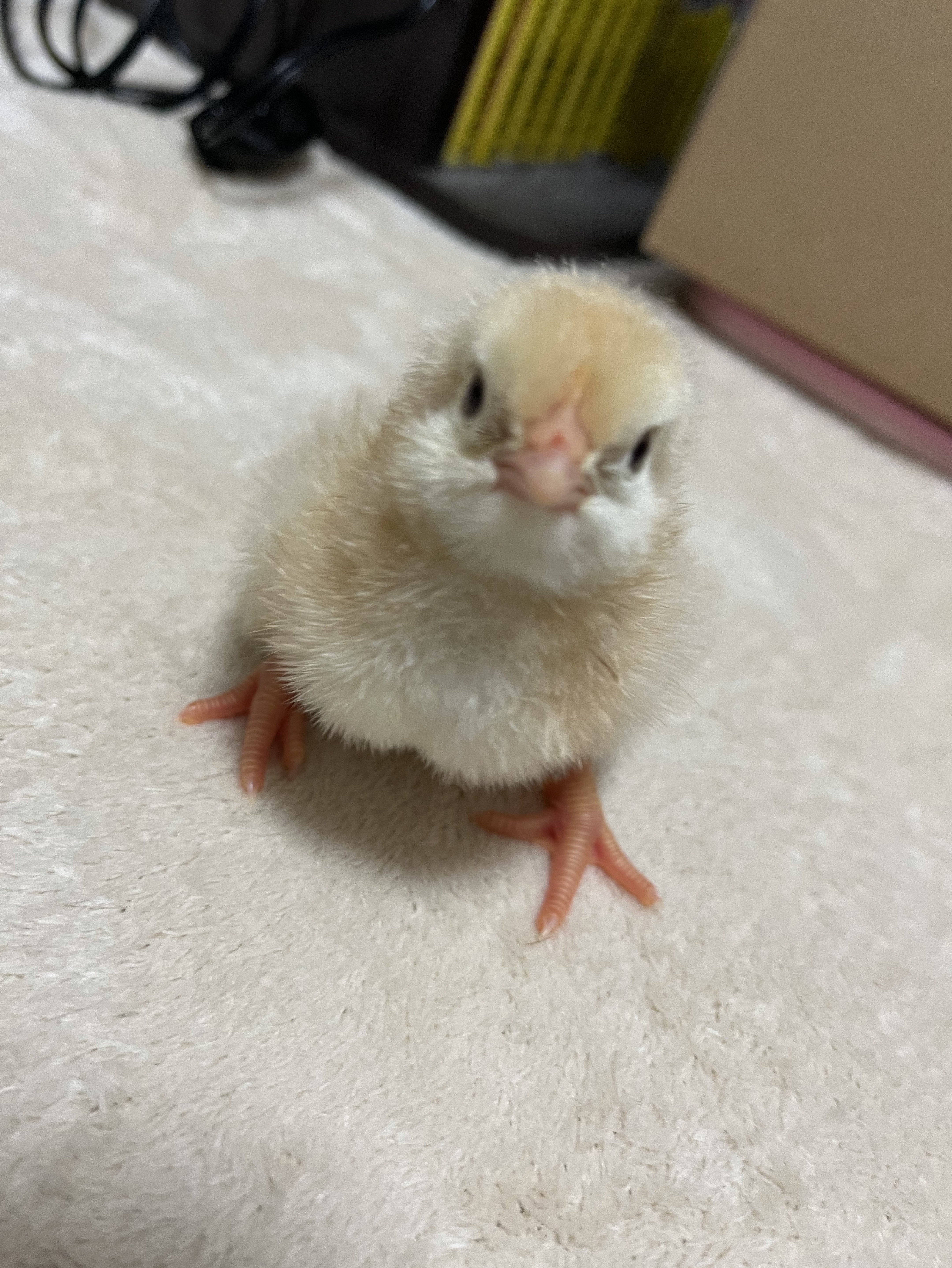 日付け変わるまで