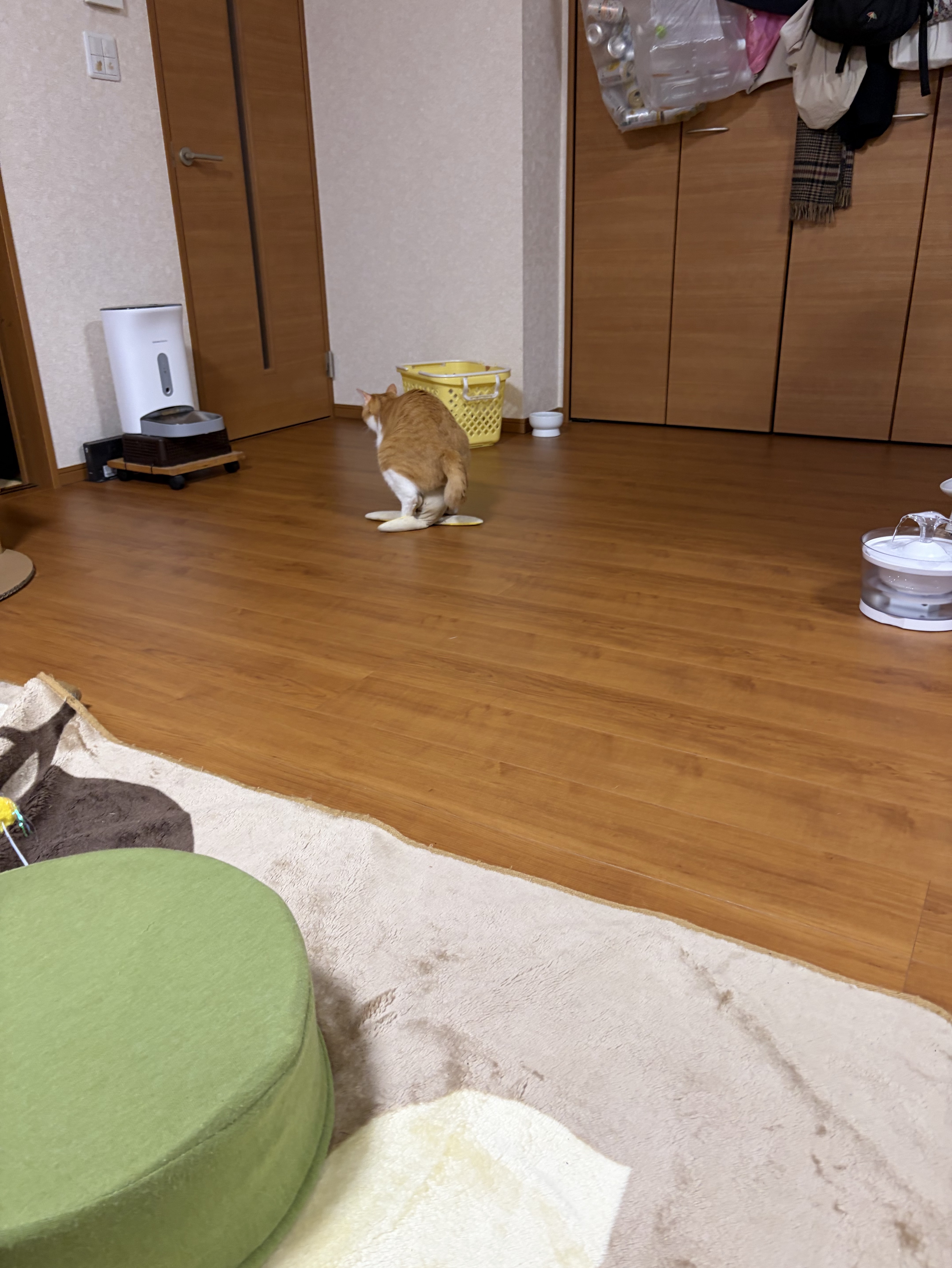 飲み会ララ王🍻🍺🍻