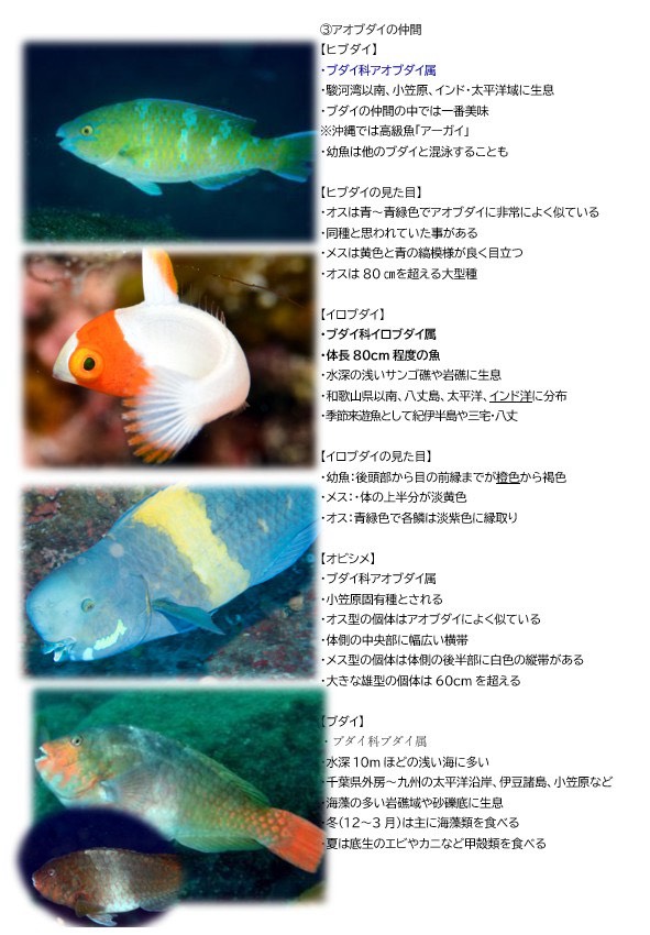 第771回／アオブダイ／潜〇初◎