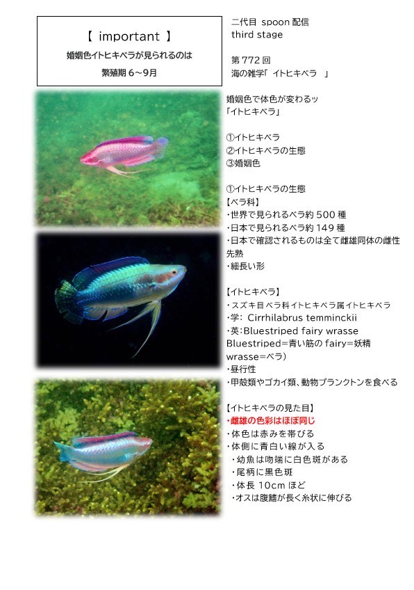 第77回／イトヒキベラ／潜〇初◎