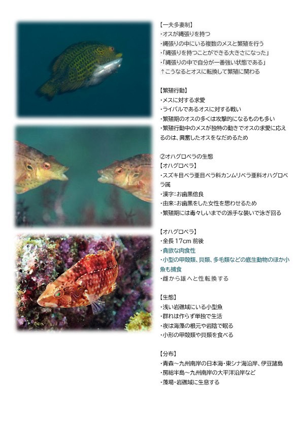 第773回／オハグロベラ／潜〇初◎