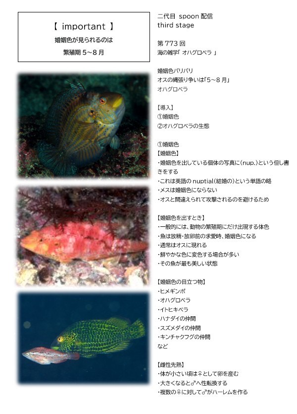 第773回／オハグロベラ／潜〇初◎