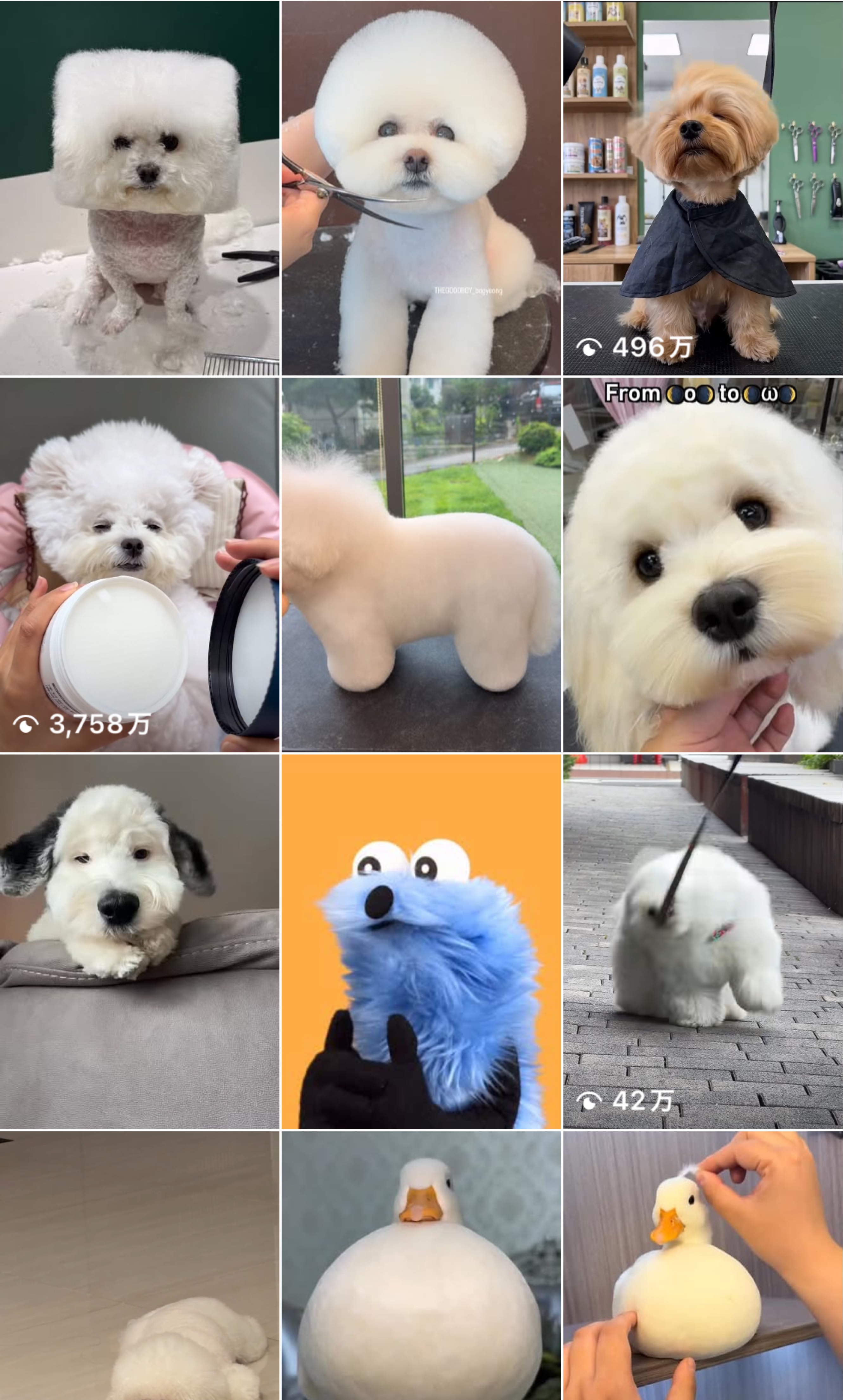 ぱぁ( ᐛ )