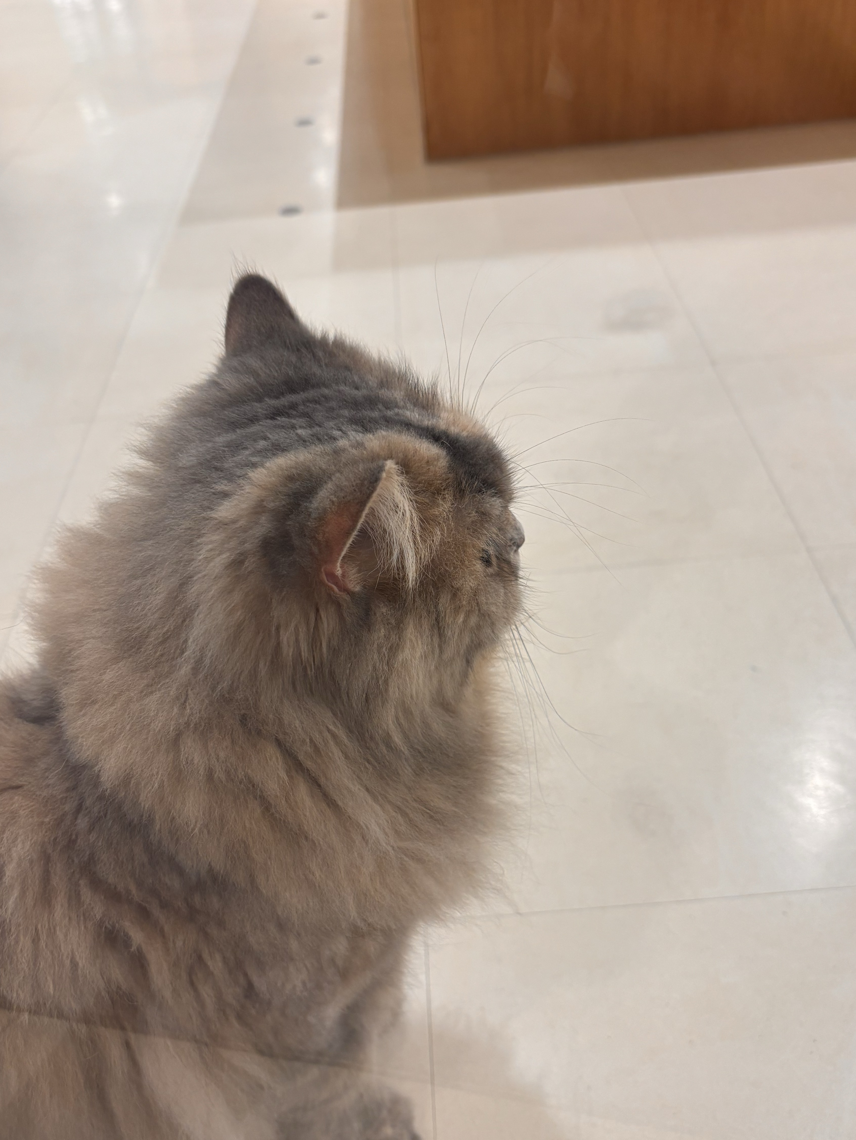 れんしゆ