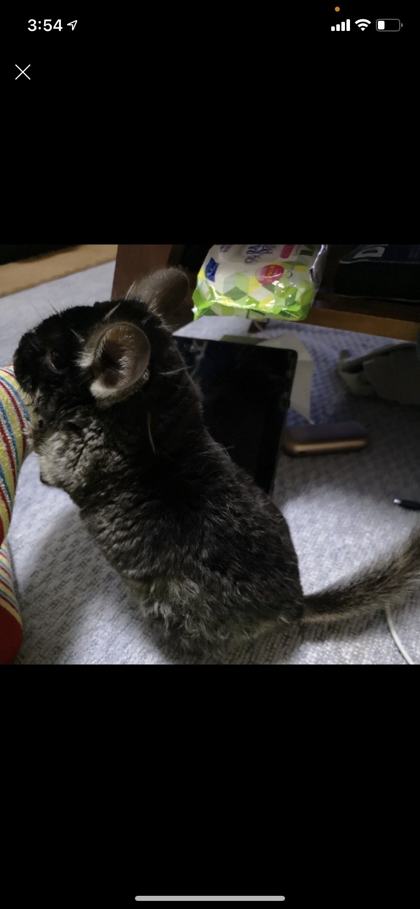 おかえり🐯2缶乾杯🍻
