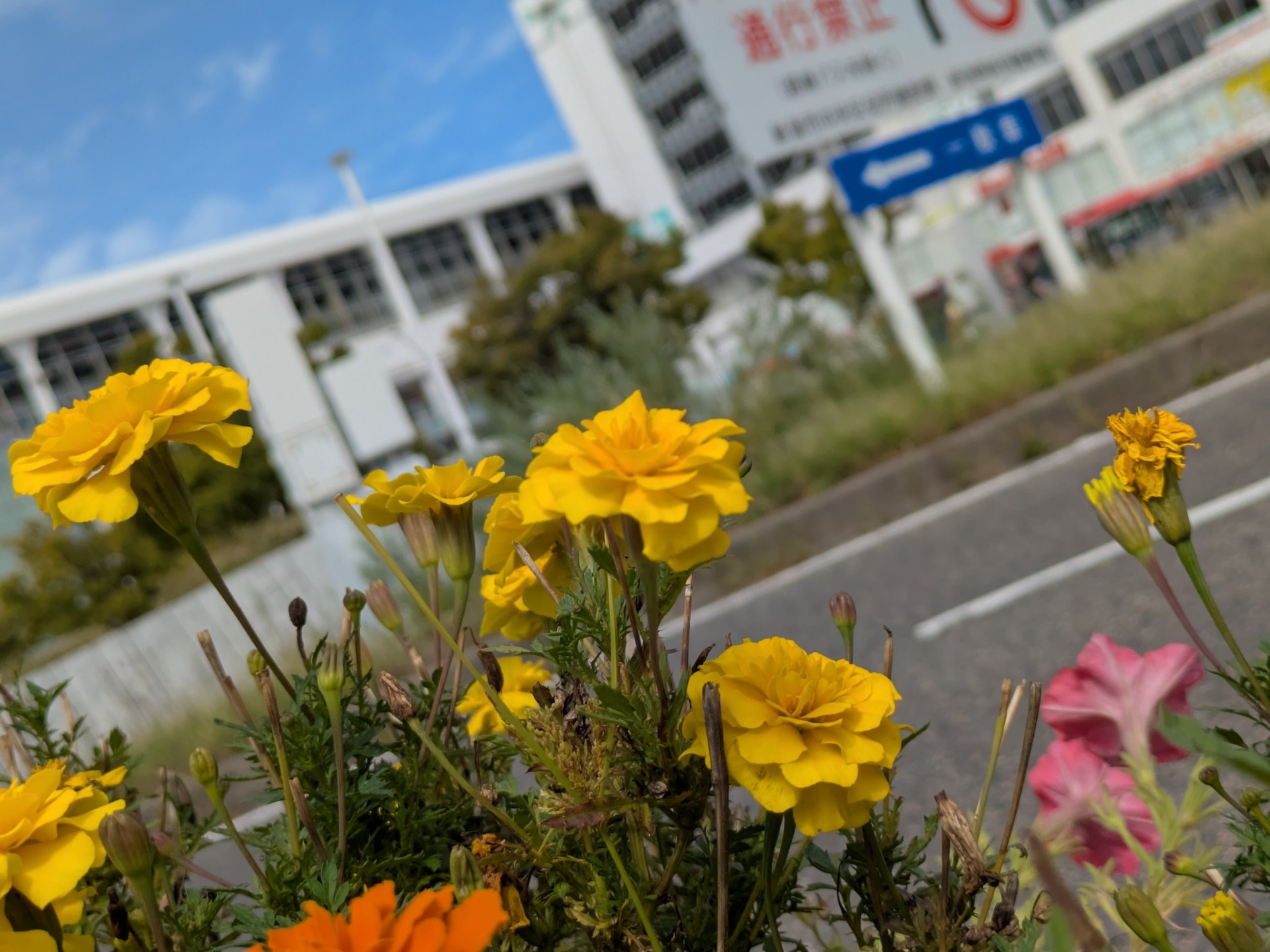 初潜◎ 天気がいいのでお散歩配信