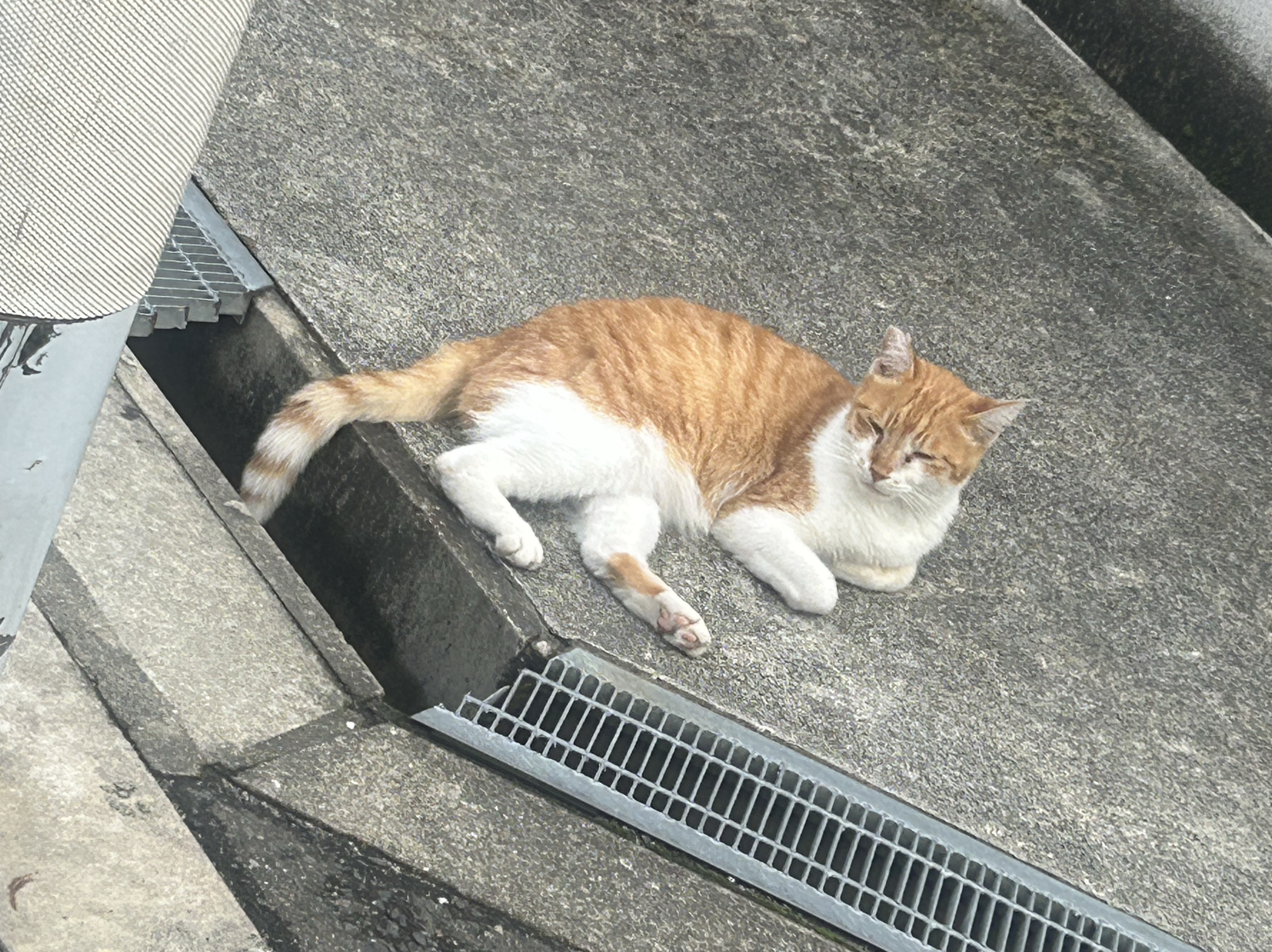圧倒的寝落ち枠🌙