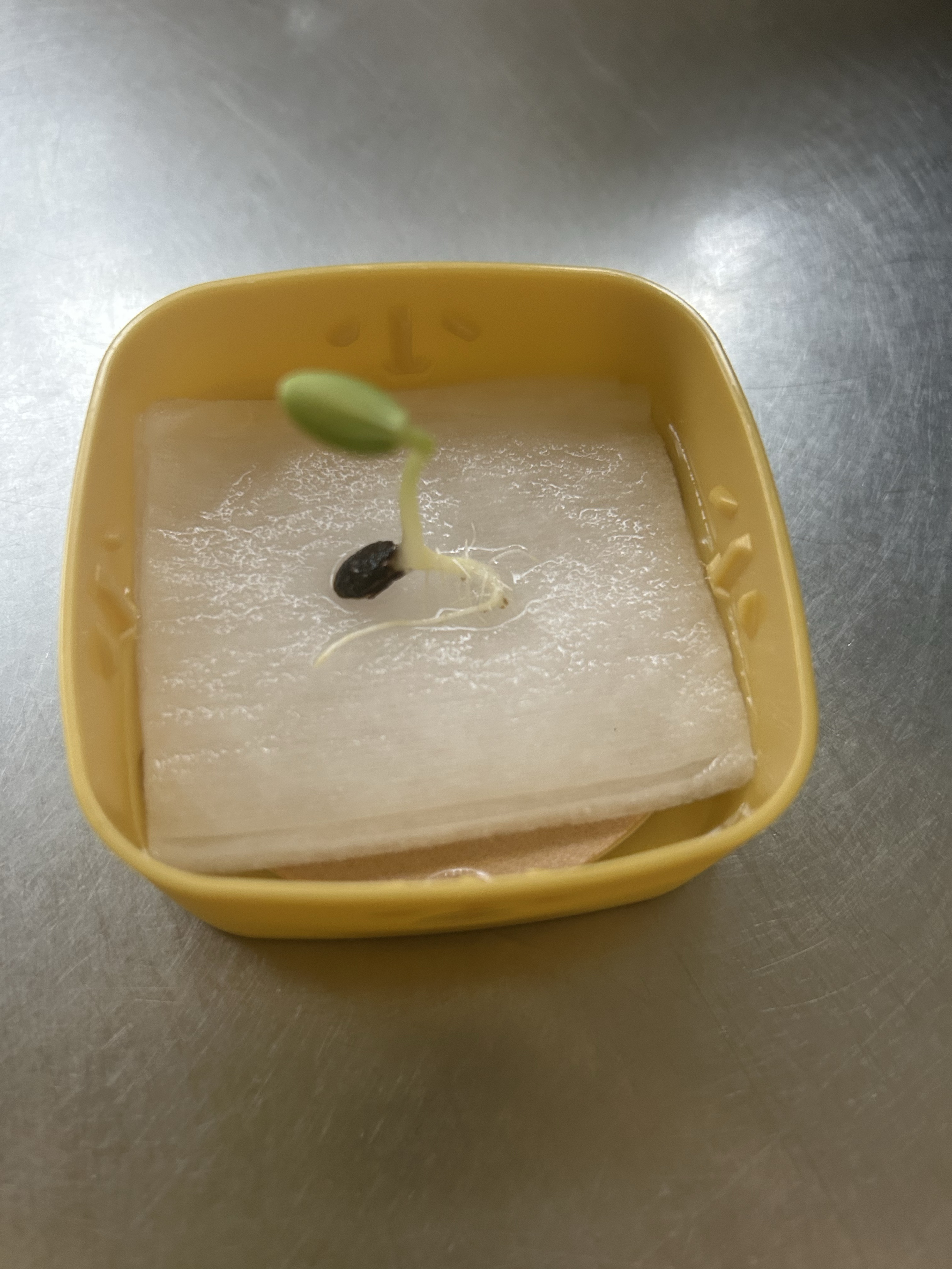 お昼作るよー
