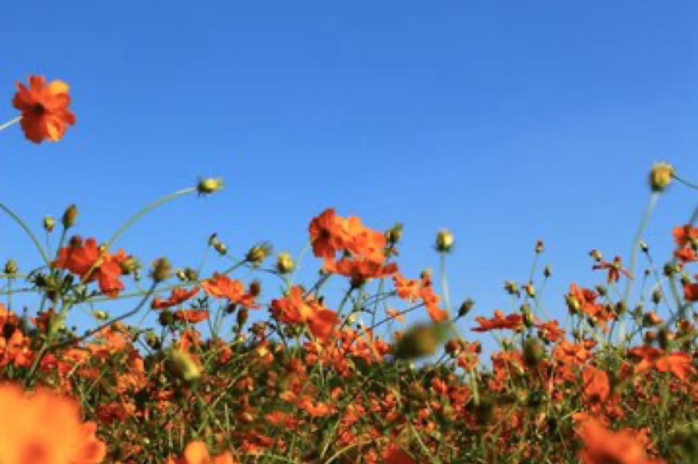 きれいな写真選手権