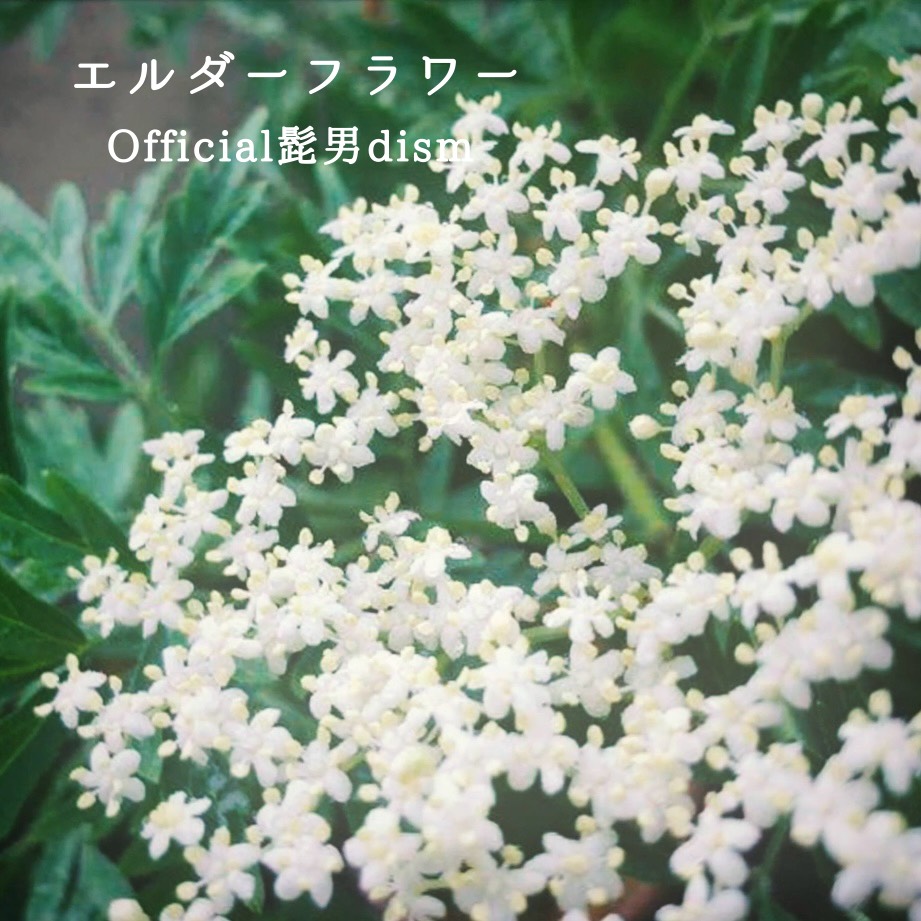 -9:00 癒しのお歌🔅 初寝潜◎