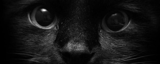 ばにらもにゃか