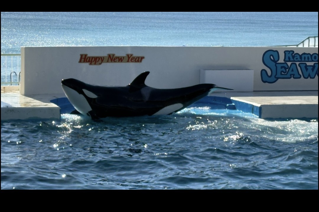 あっこちゃん。