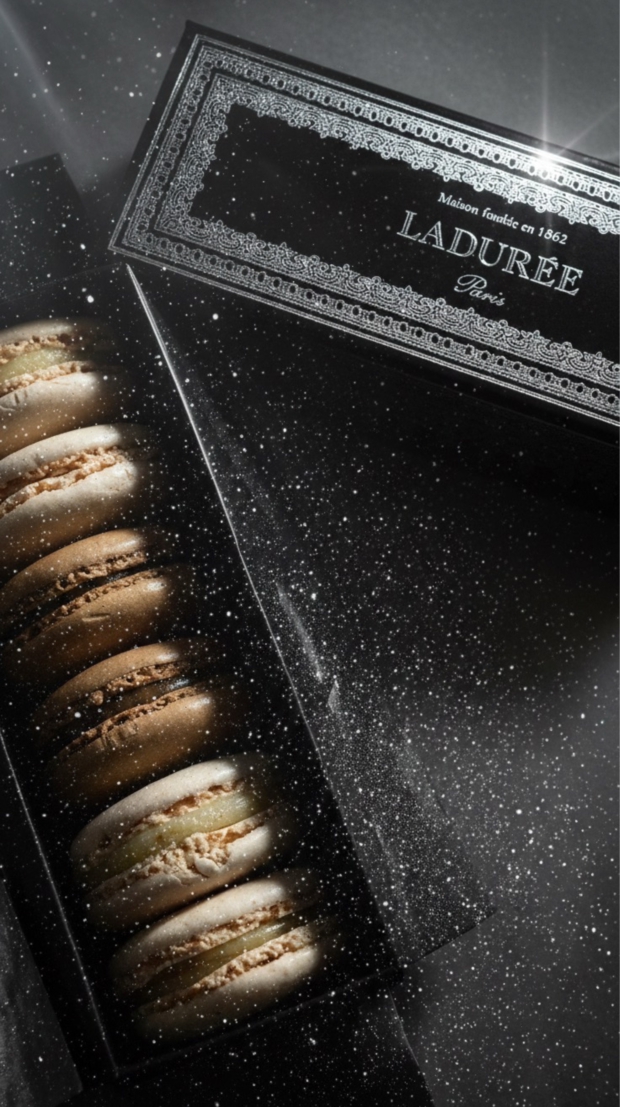 ·̩͙✧̣̥̇·̩͙ 狐っちー