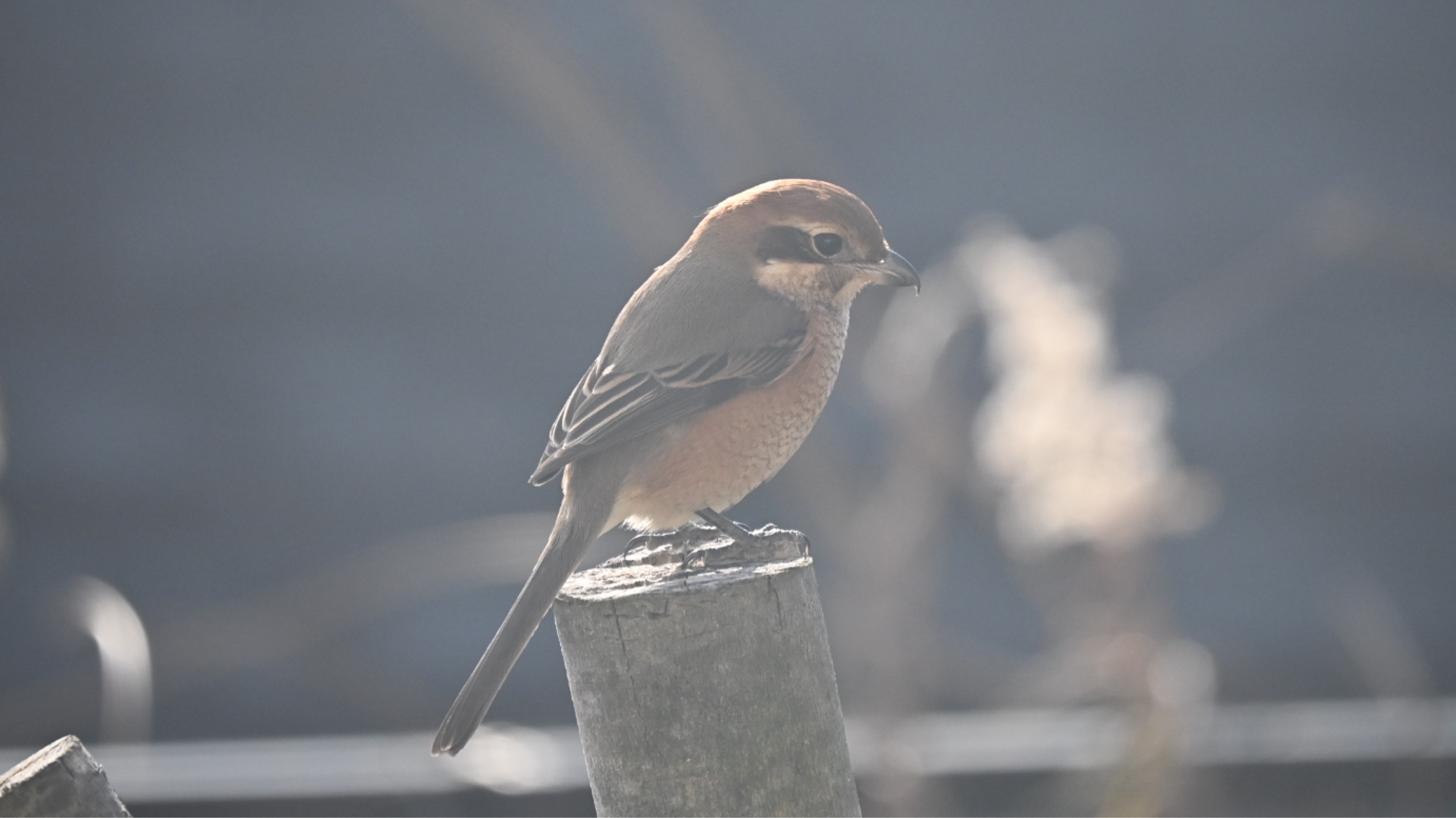 かーかん🐦*♪♫