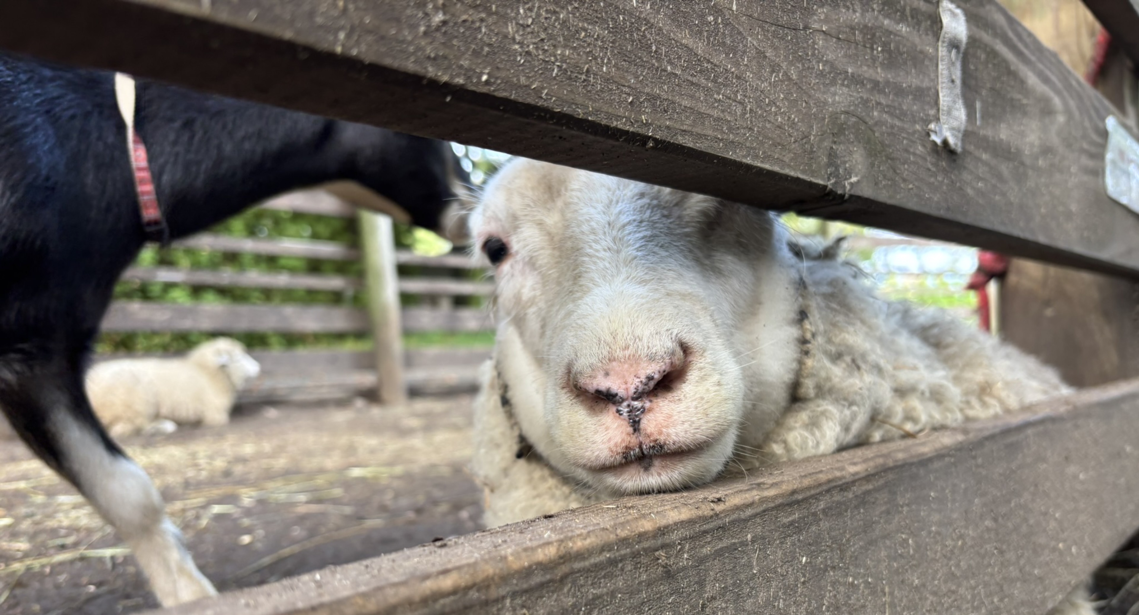 職員(アンニュイしょくちゃん)