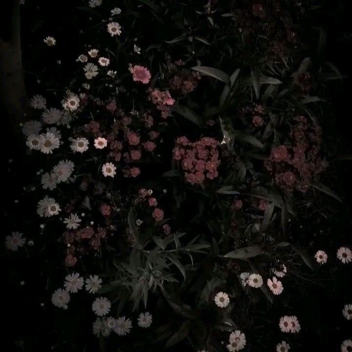 茉楠