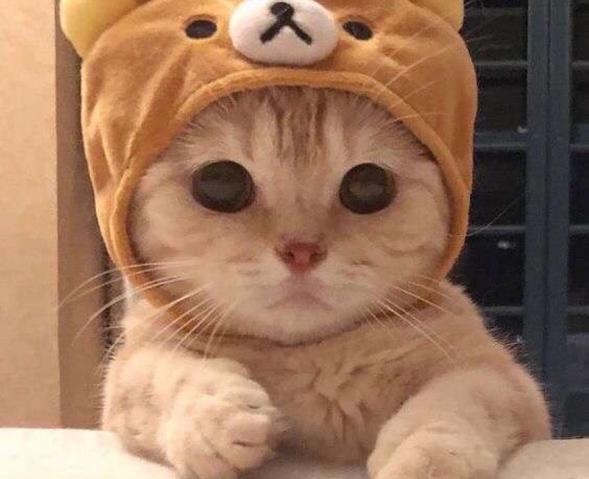 う っ ど は っ む ー 🐹