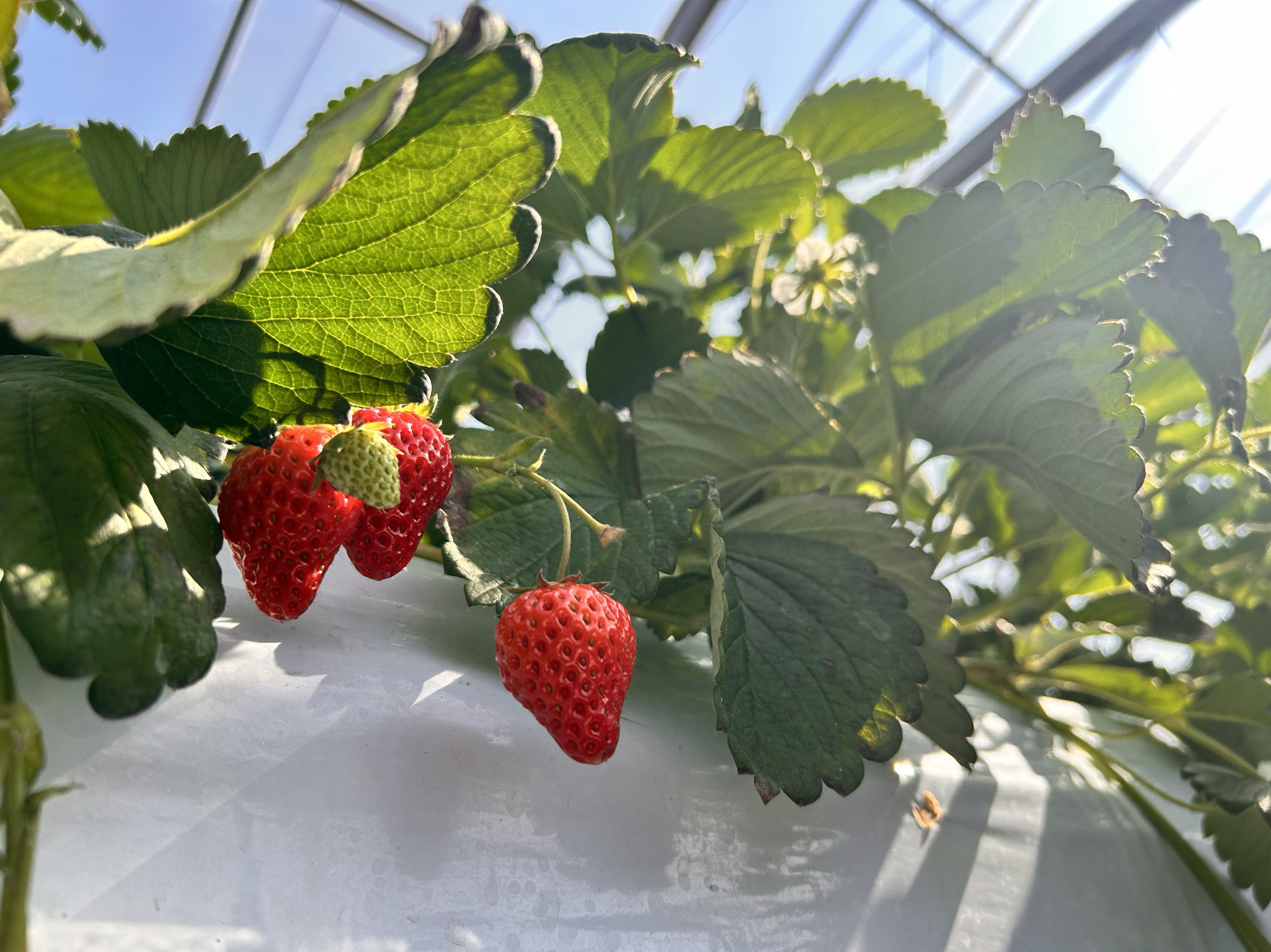 すやりずむ@リスナーは課金禁止