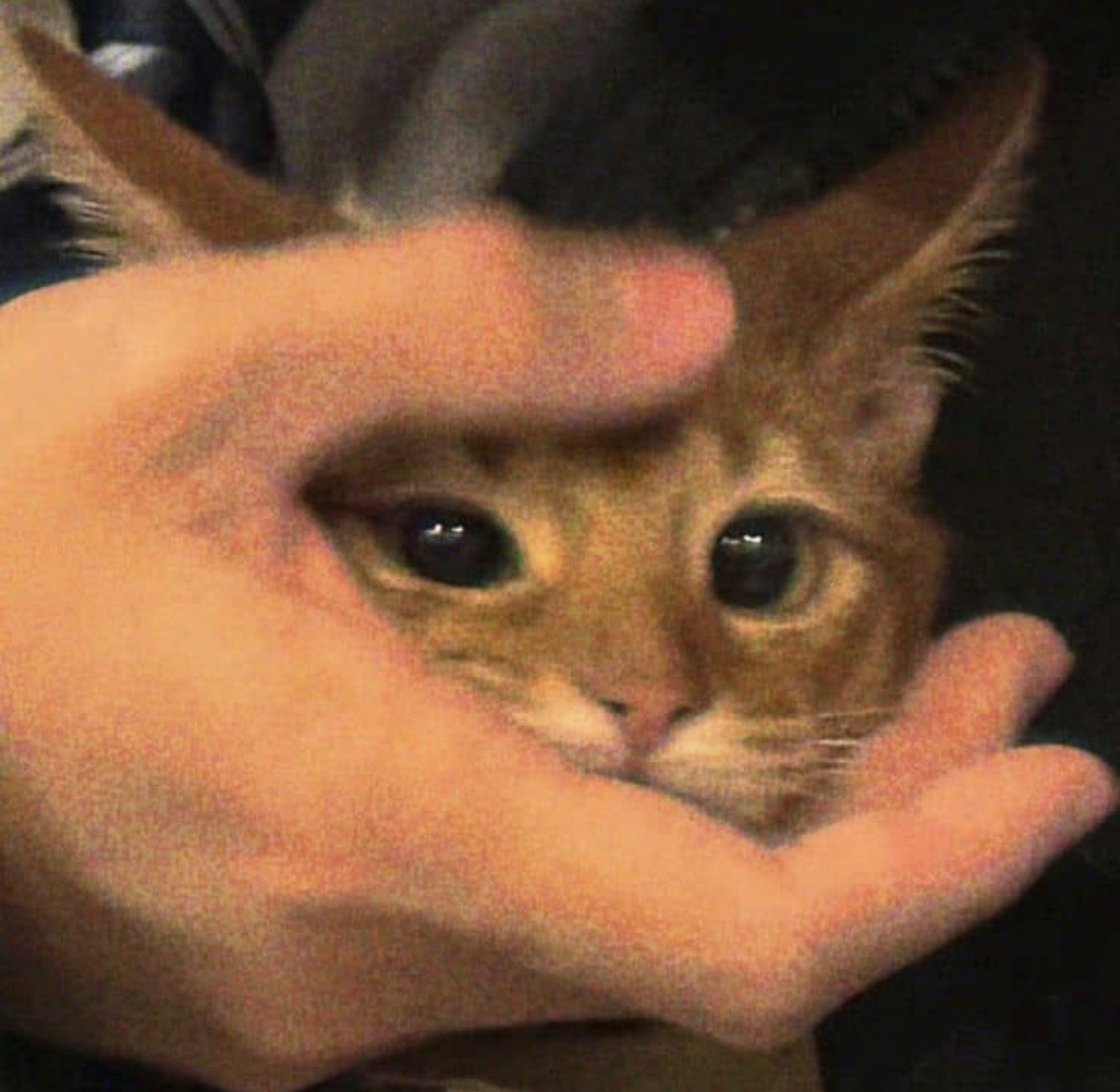 柊