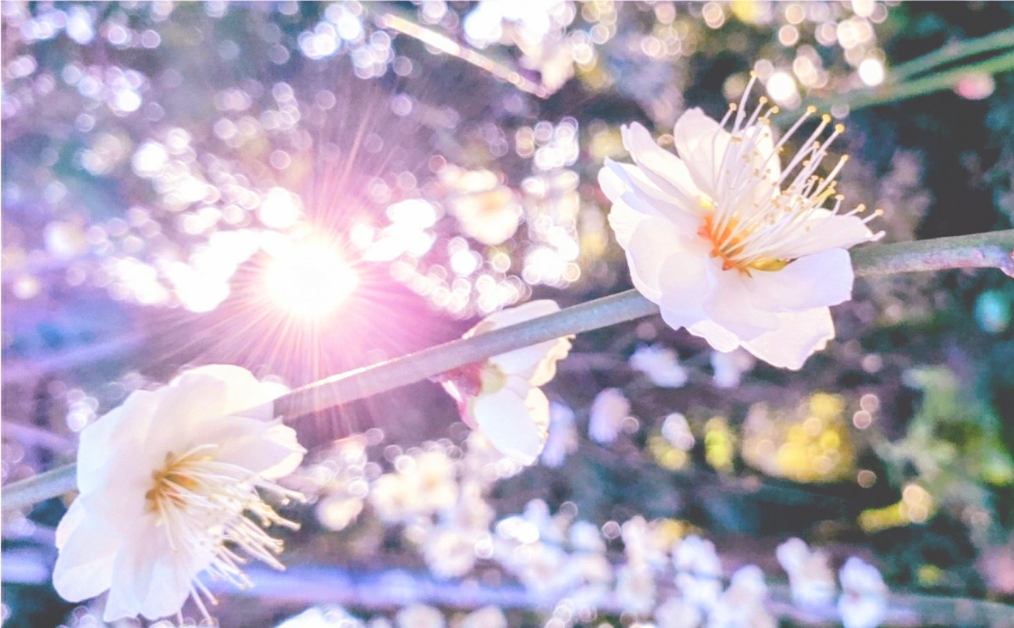 凪のお散歩(くりあ)