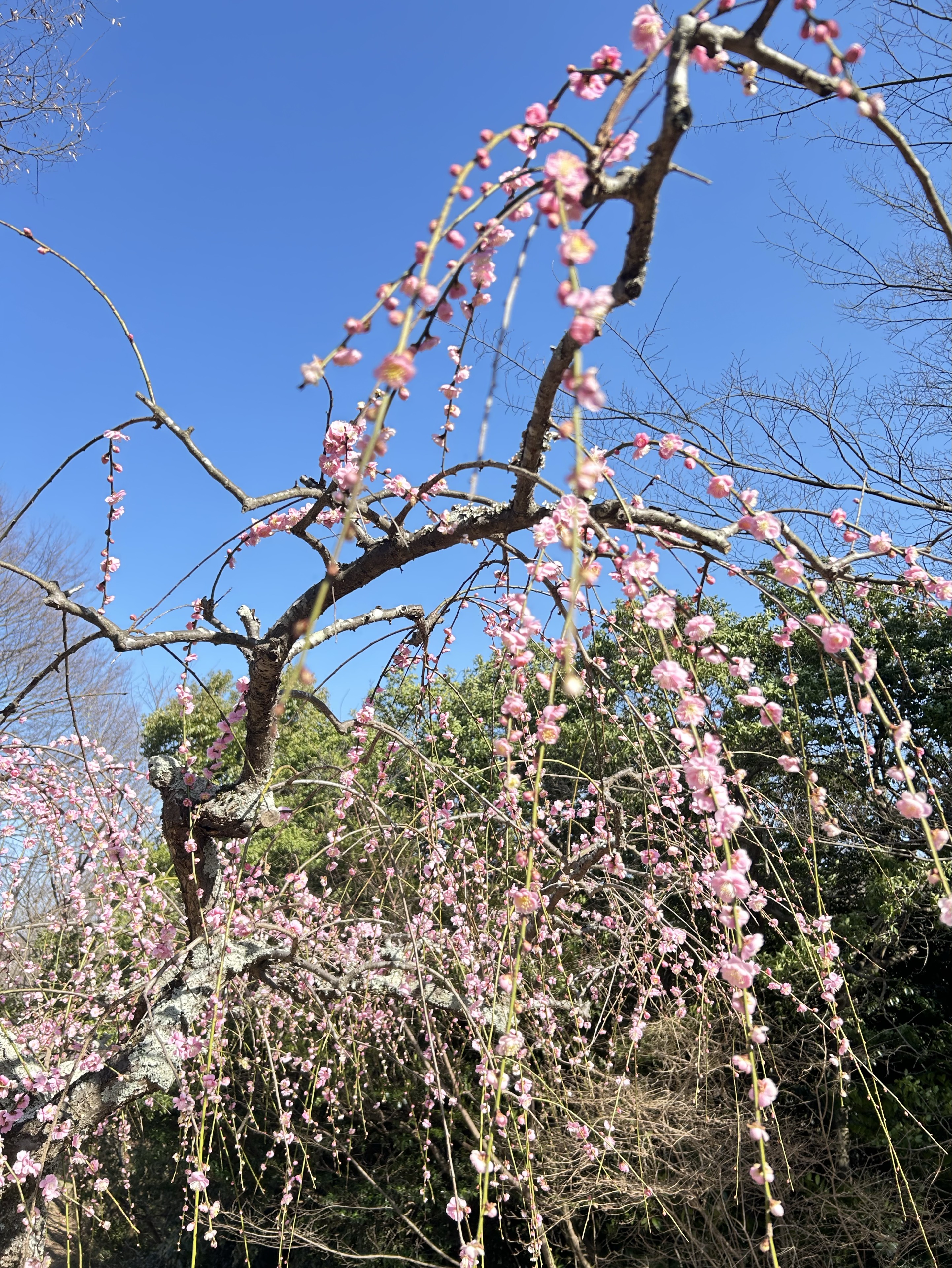 ⁿᵕ̈ꕤにじはなちゃん@ナゲット姫