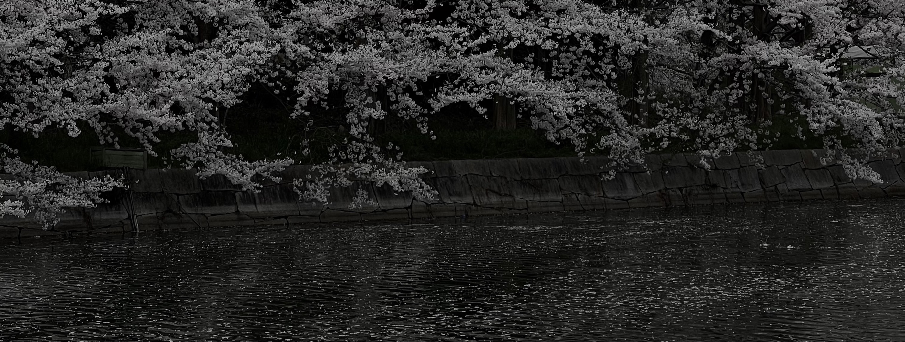 バ美肉プロテスタント