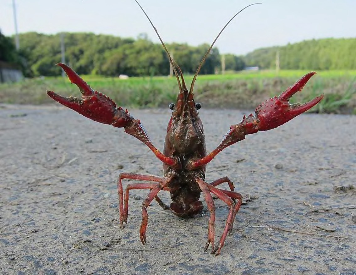 にっしー