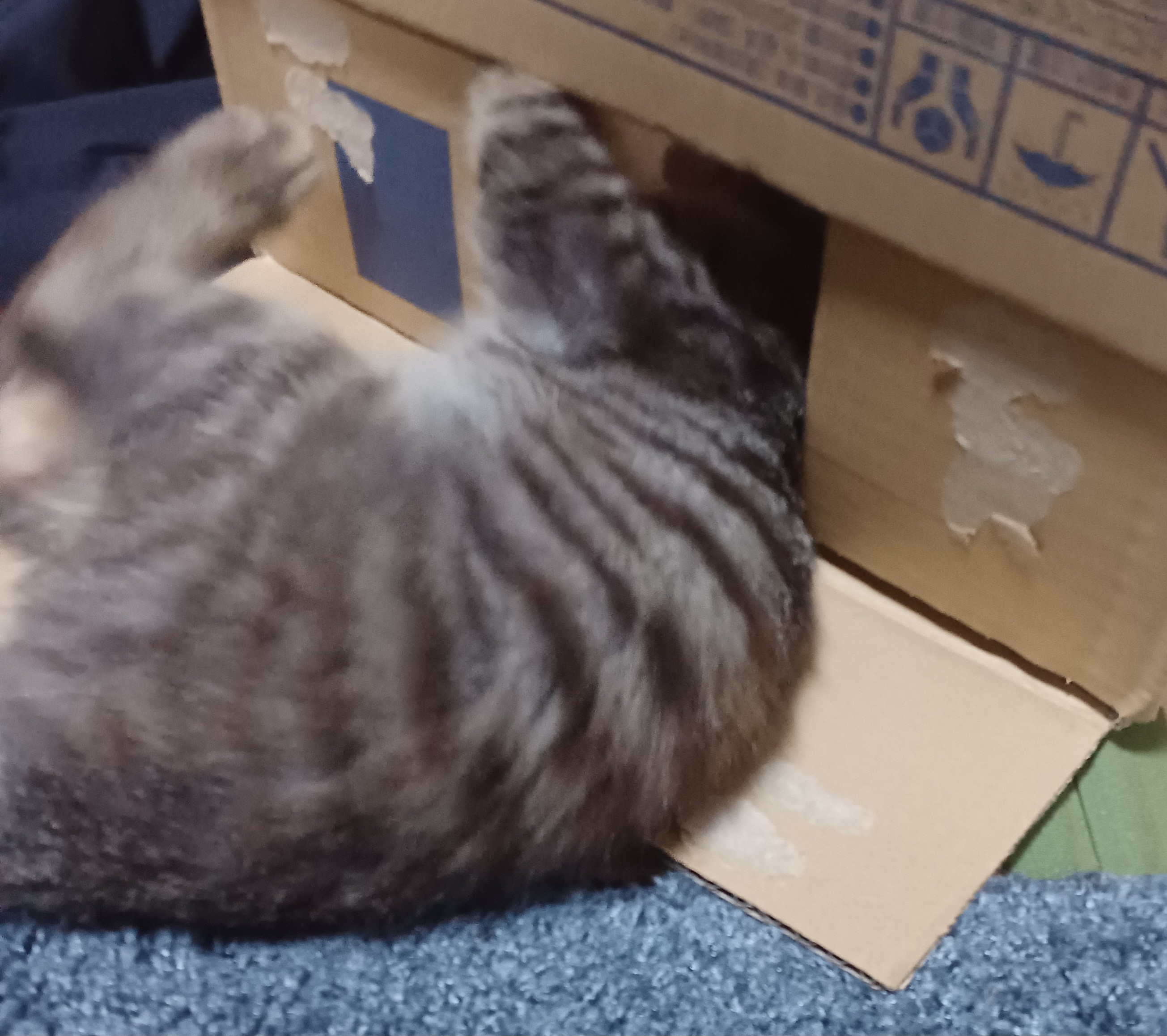 玄関こじ開け脱走てんてん( ；∀；)