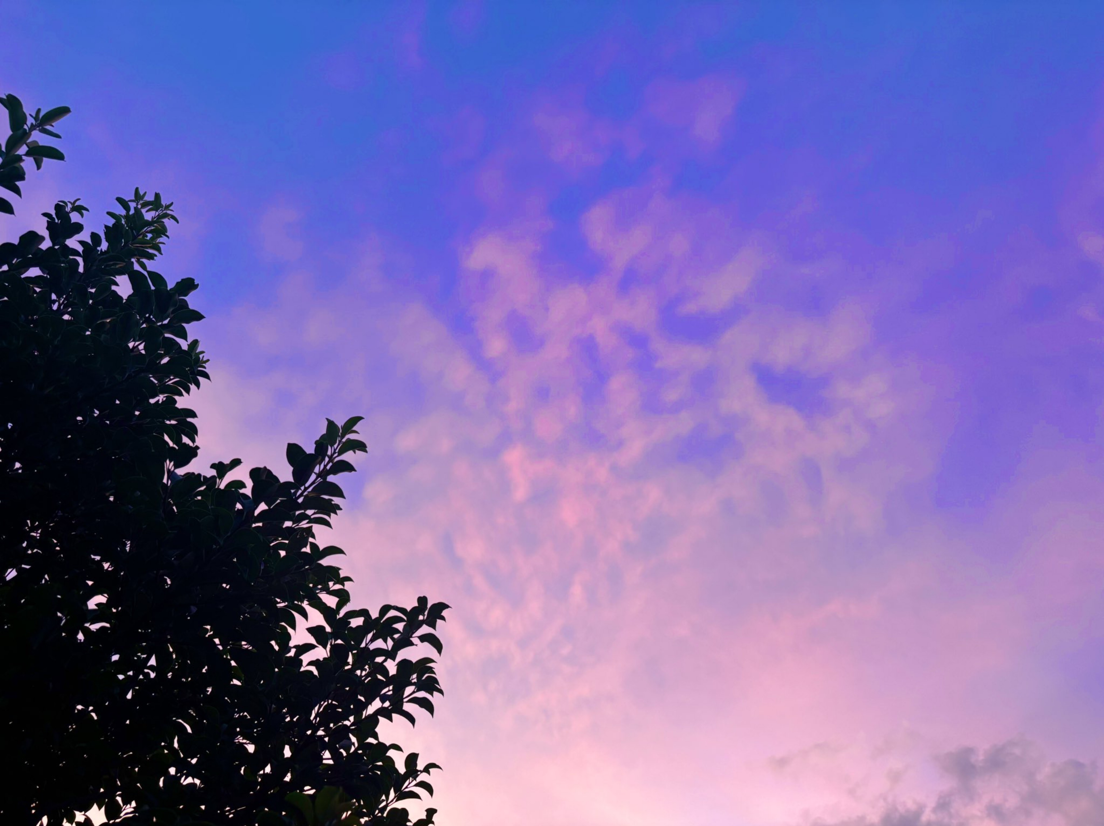 わたがしになりたいぼく