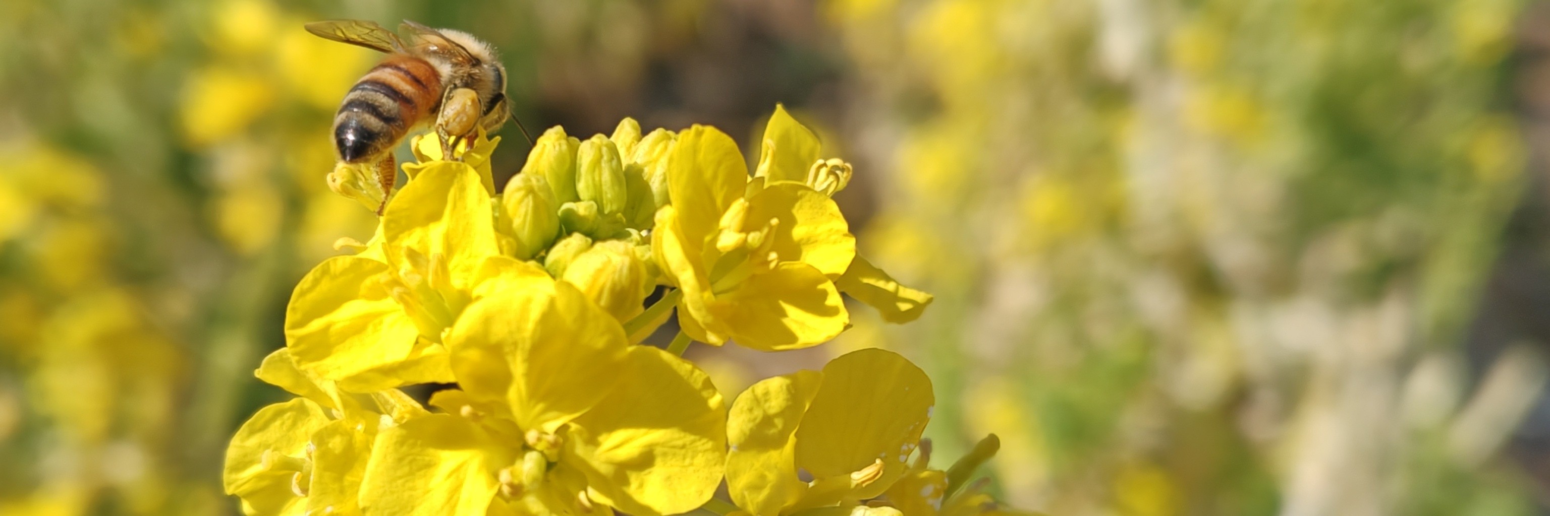 都会のレオ🦁✦.*˚🗼