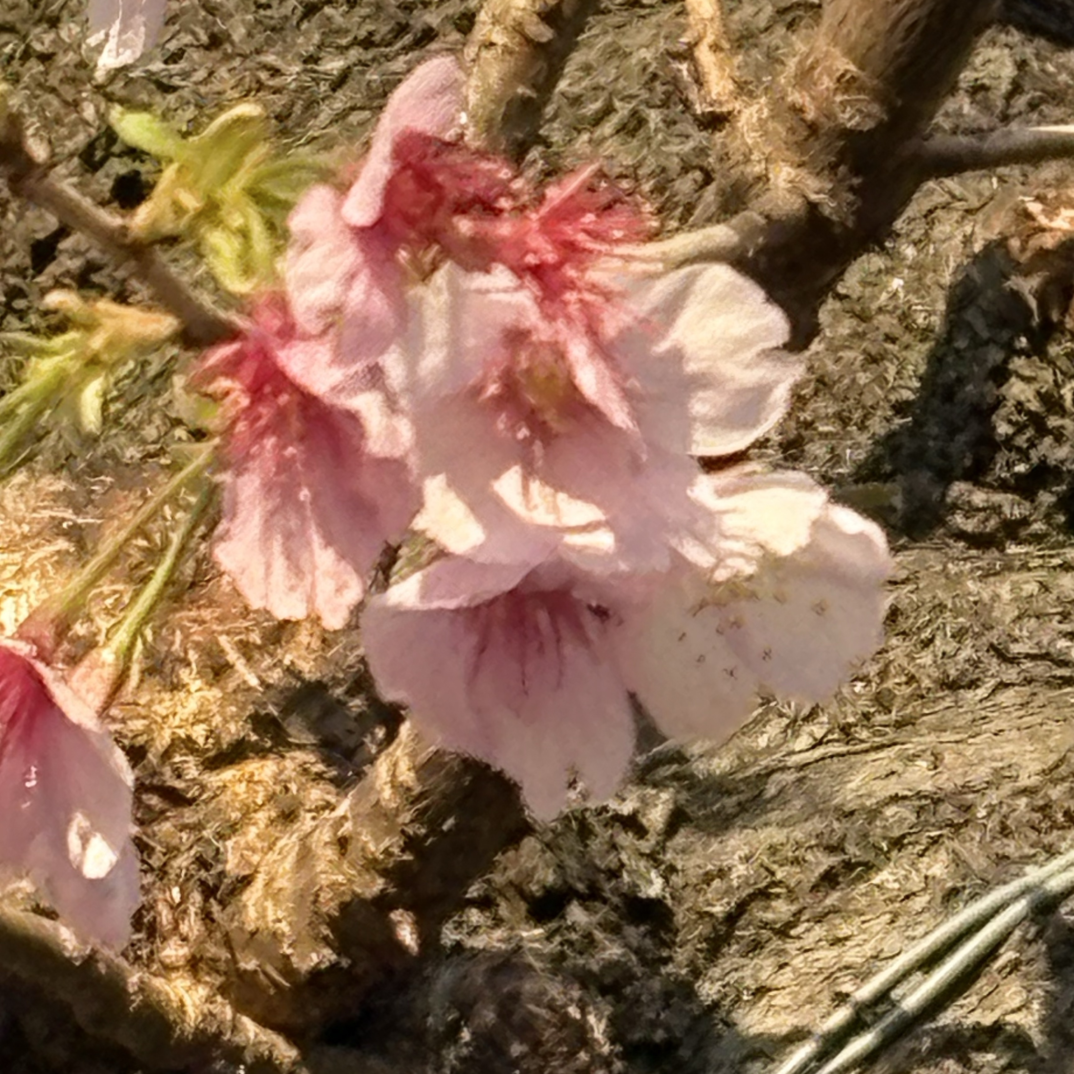 Q._☾⃝໋᷂꙳ˢ⟡