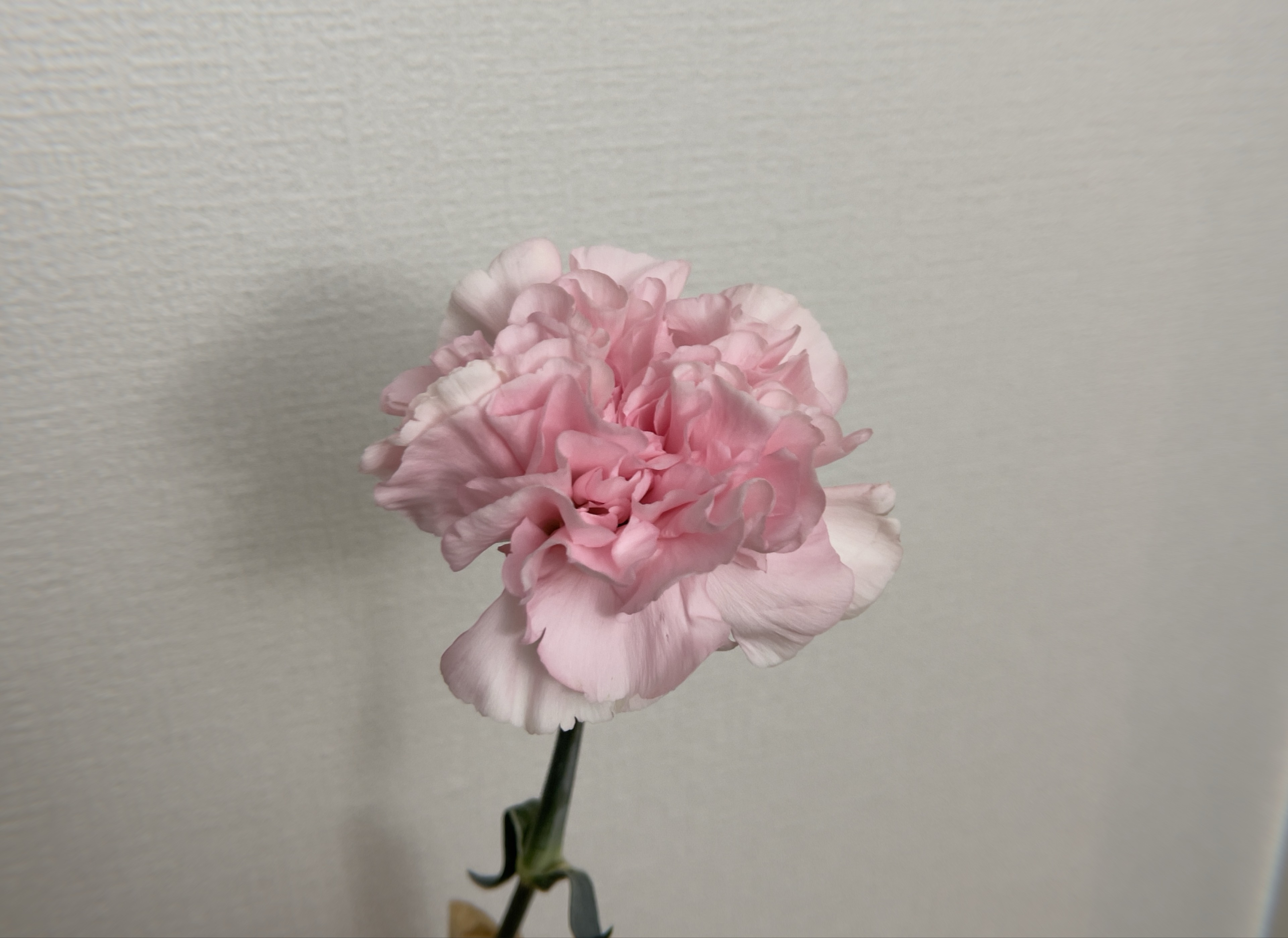 しゃかまる