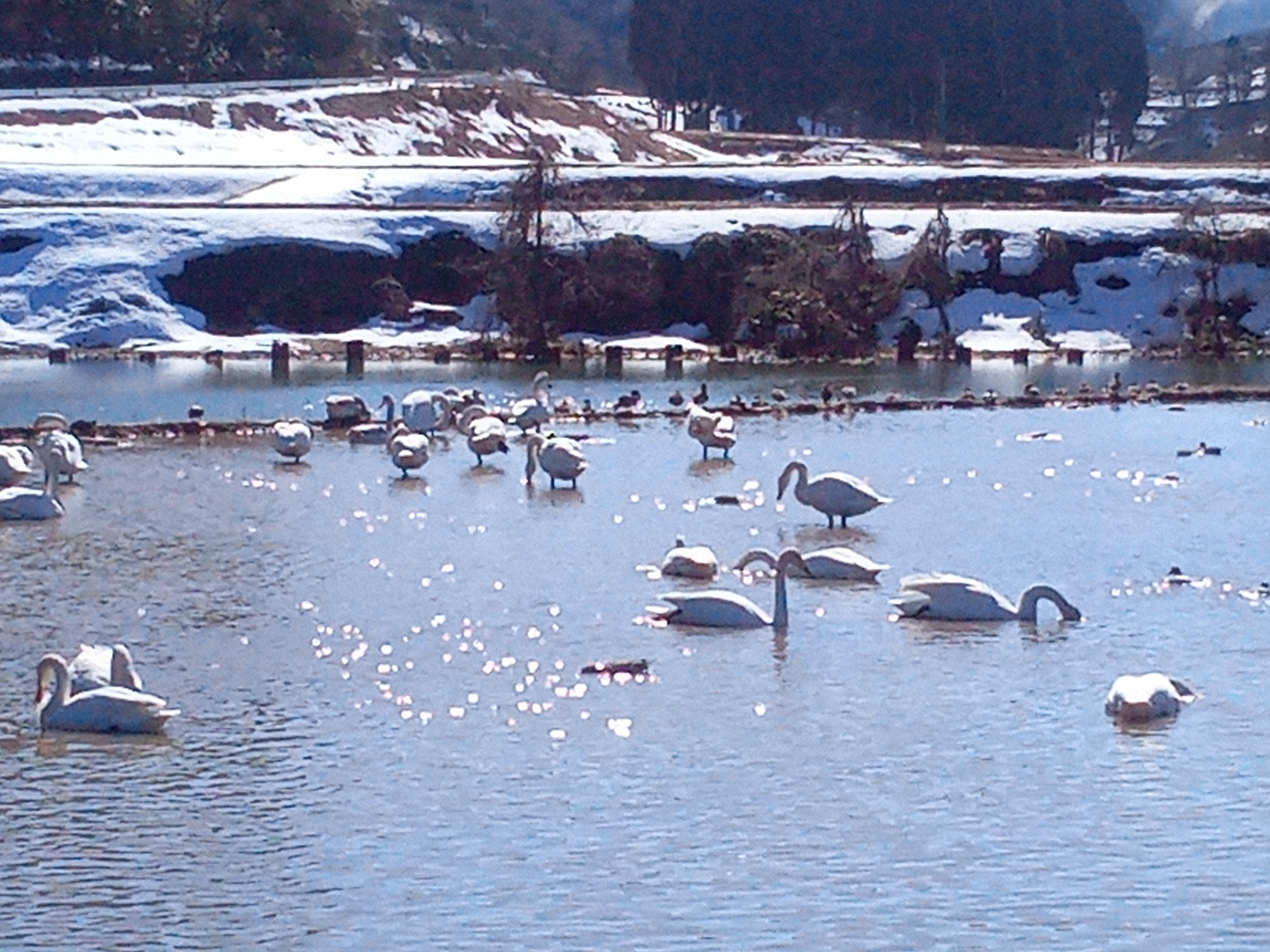 好きな言葉は　なんでやねん