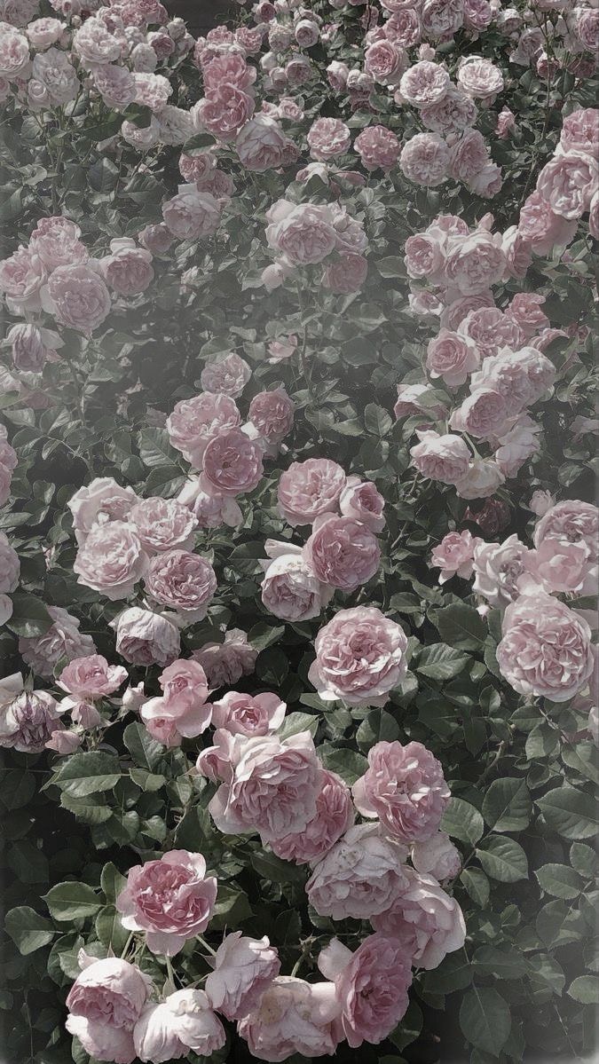 ℒ. ひーころ🌹