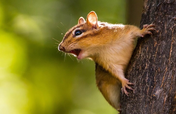 ঌꫂ ၴႅၴお嬢