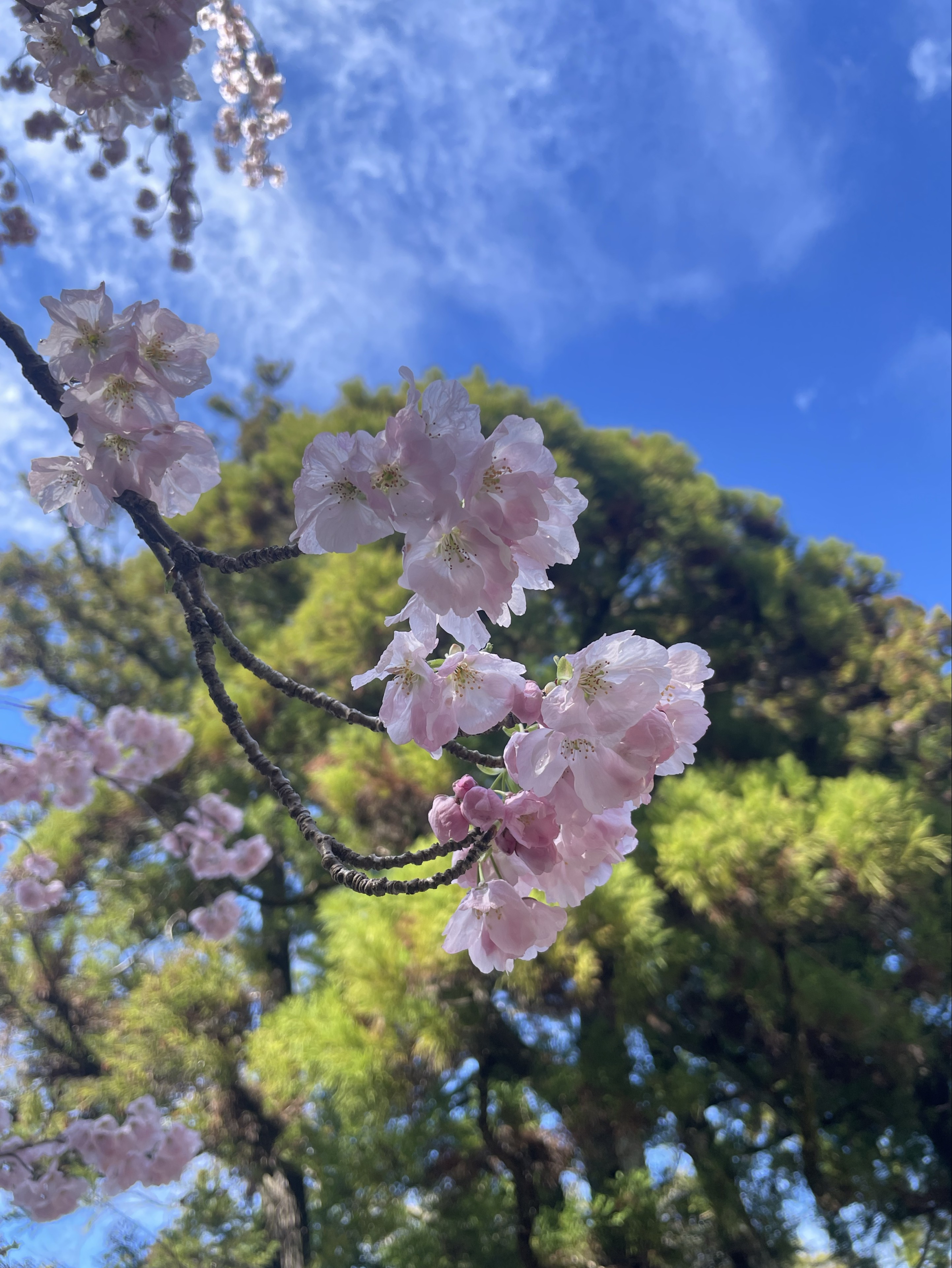 ꪔ̤̮ ⸝꙳*るる