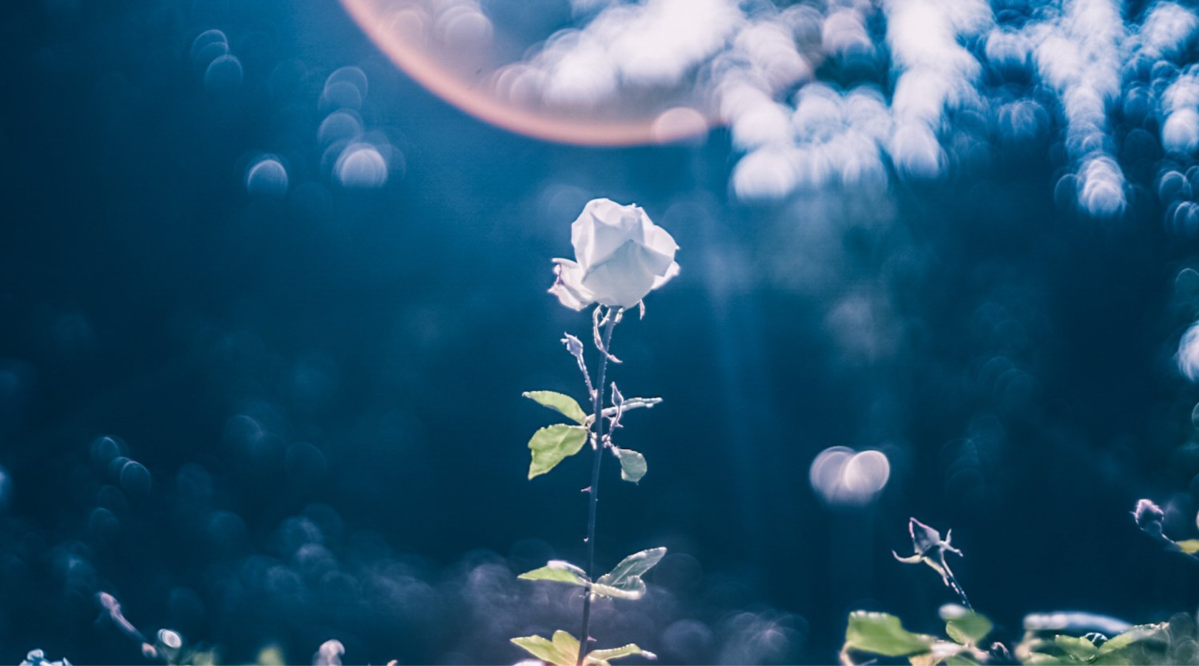 ♡̴⋆ྀི͛もち