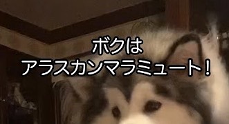 野菜アレルギー