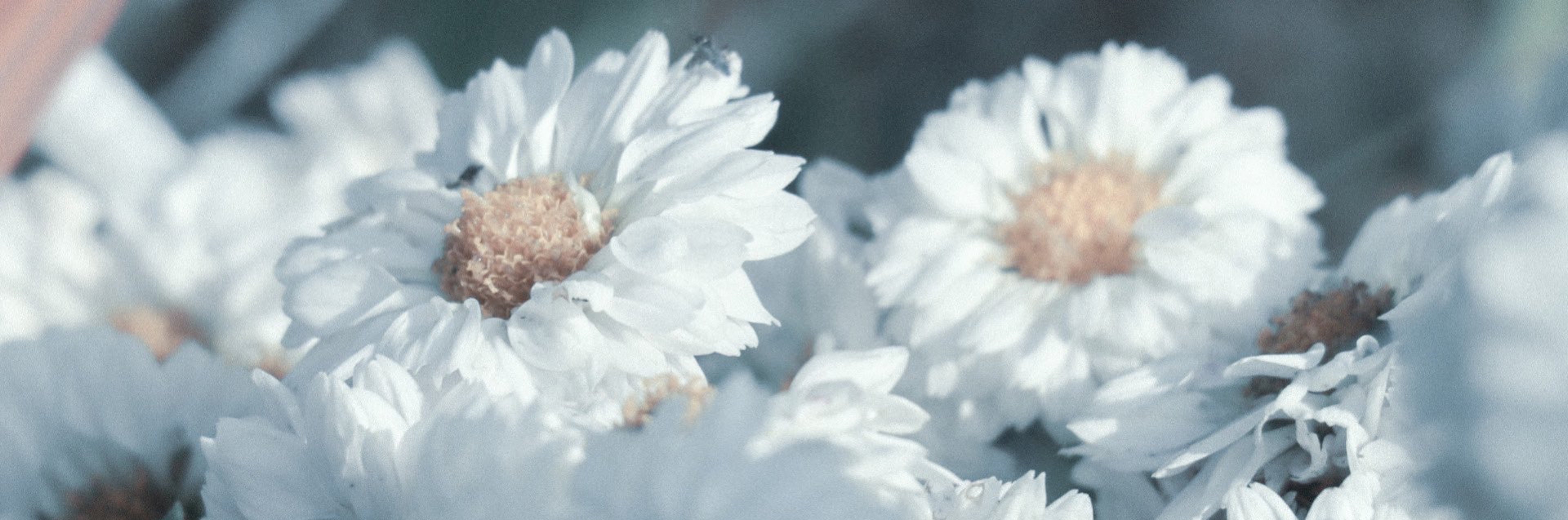 売れ残りちゃん