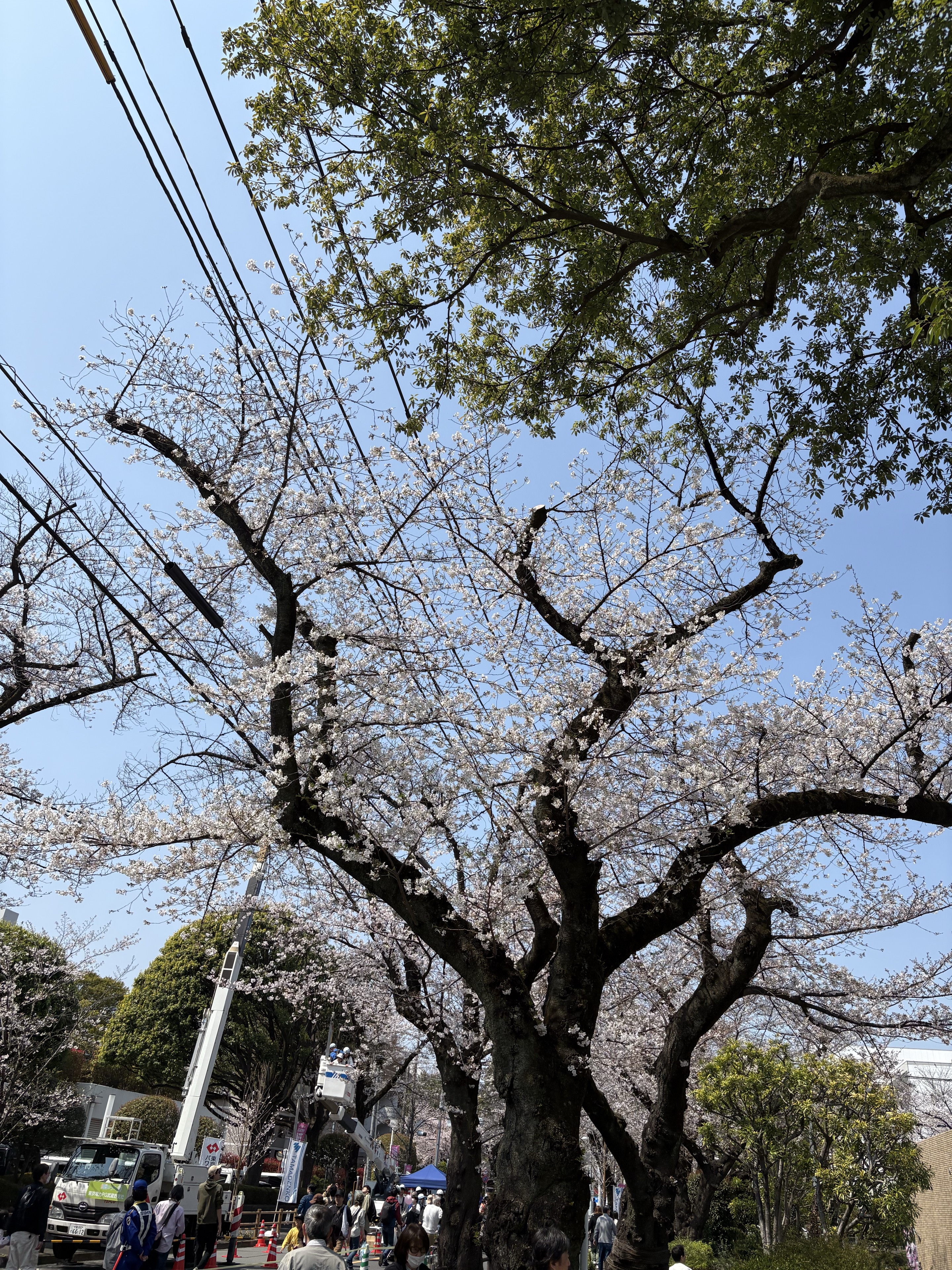 ゆう🍄