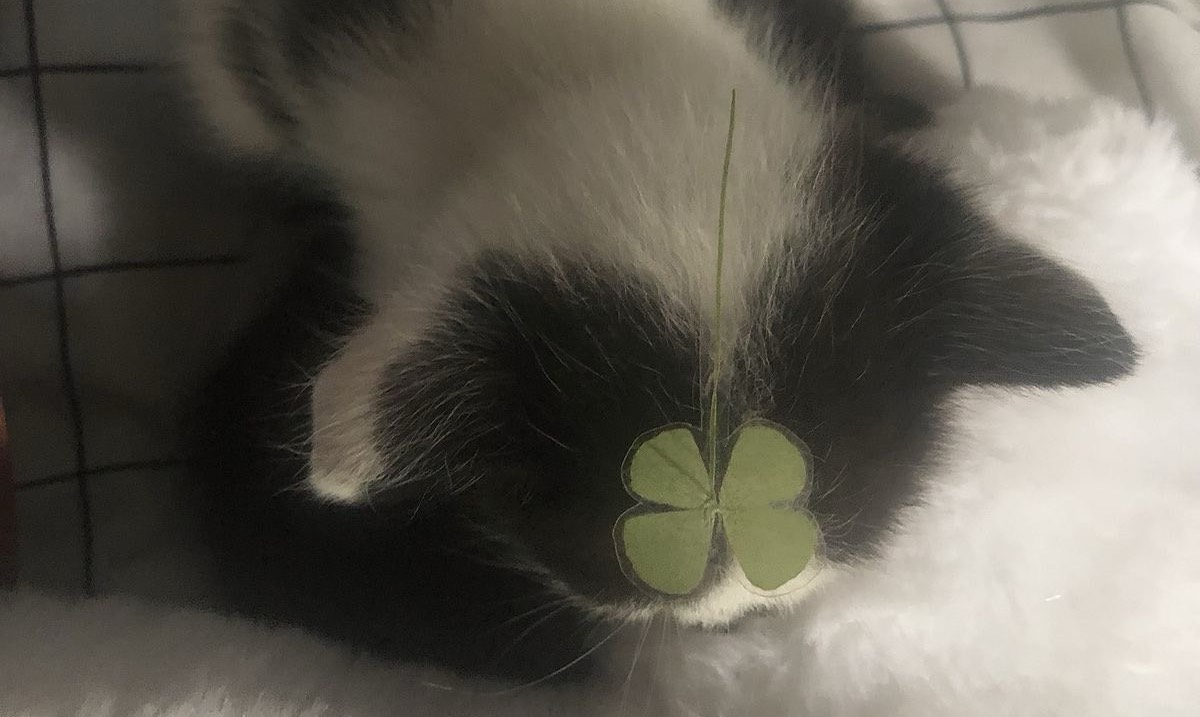 しの