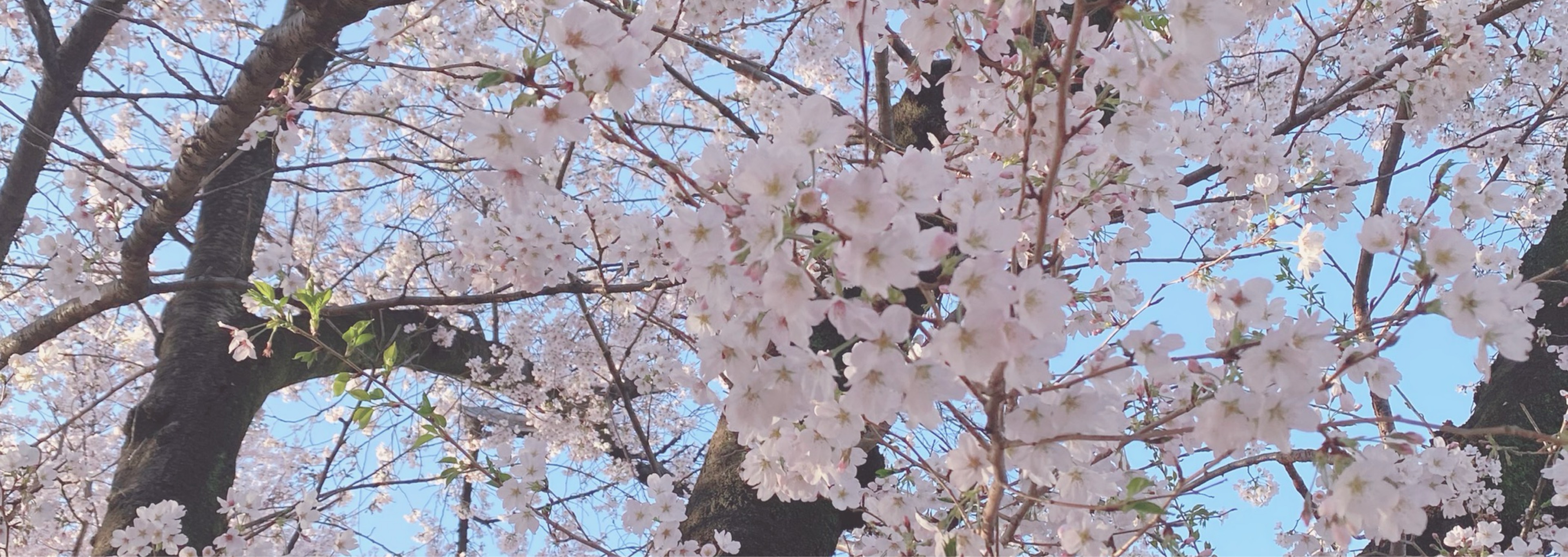 piyo 🫧‎