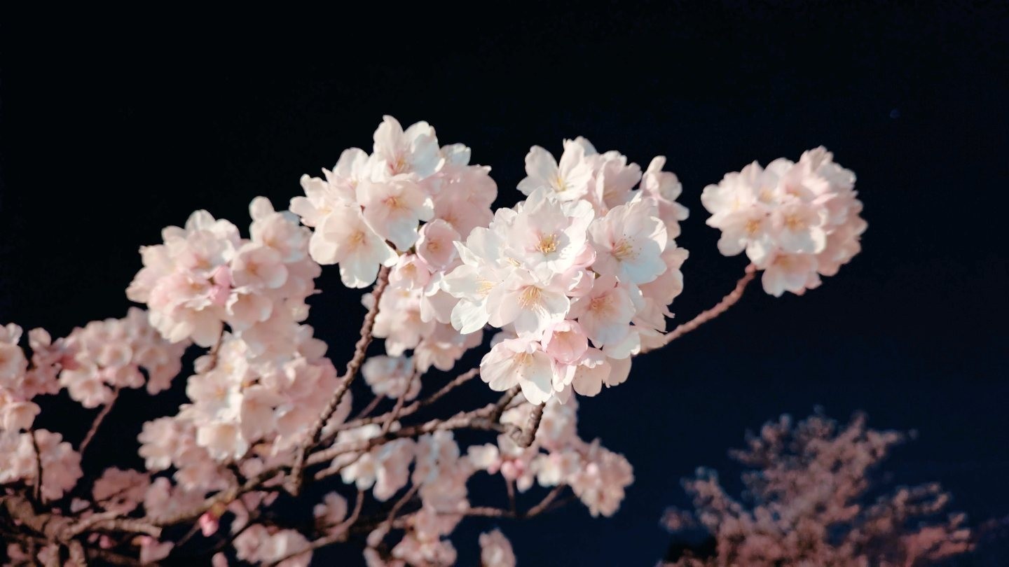 お花