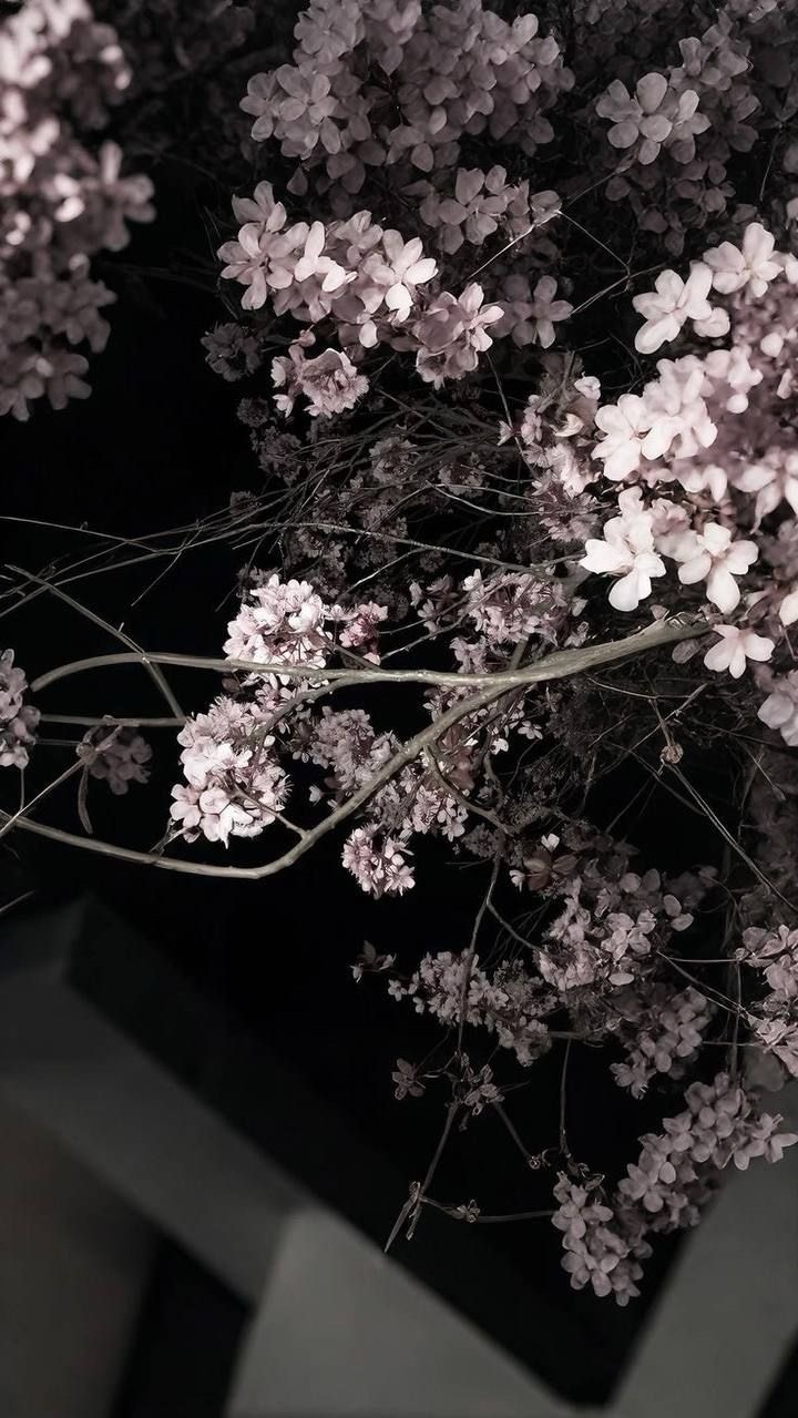 紫愛