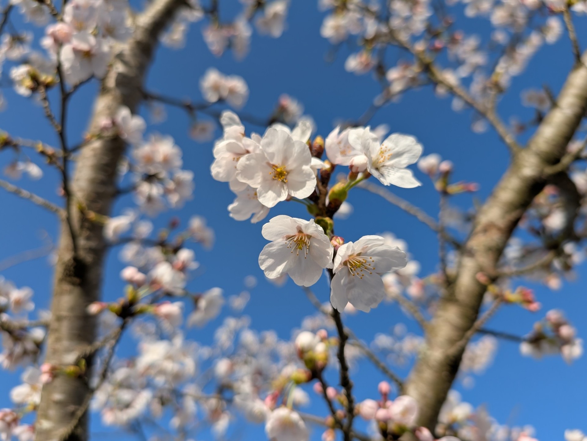 沙眩月姫 🌸🌕