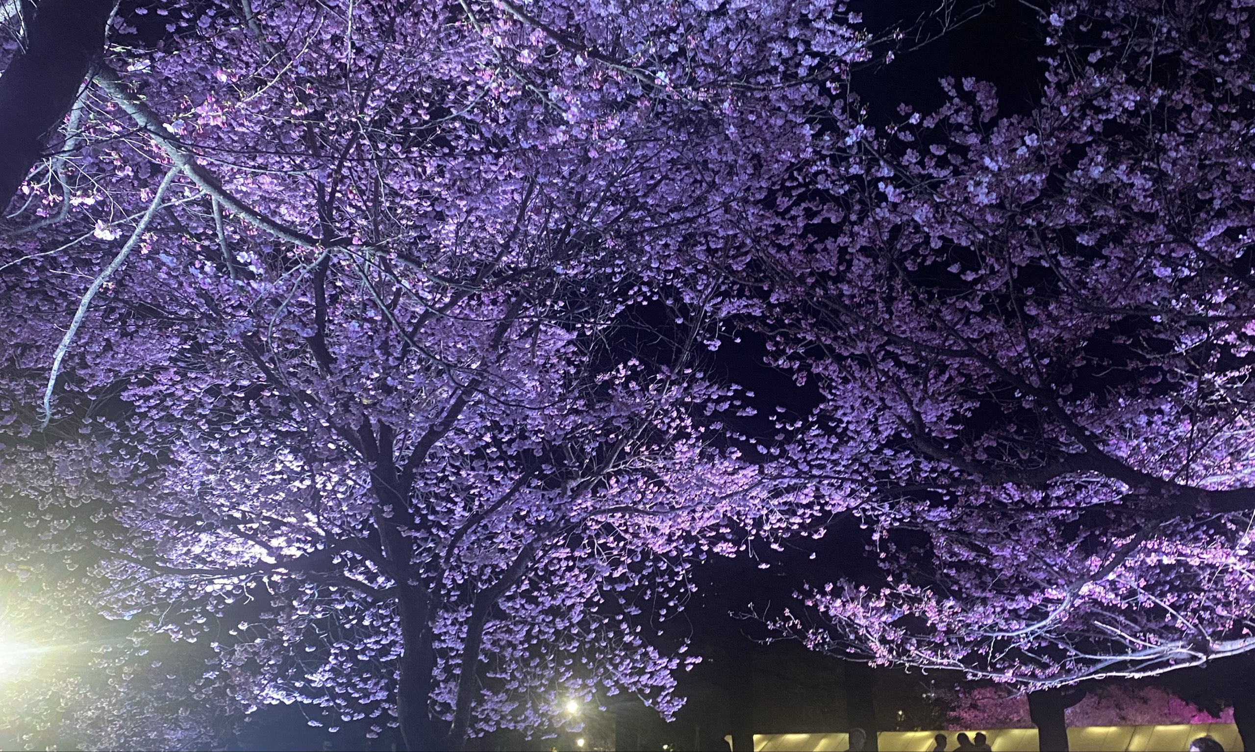 せーや